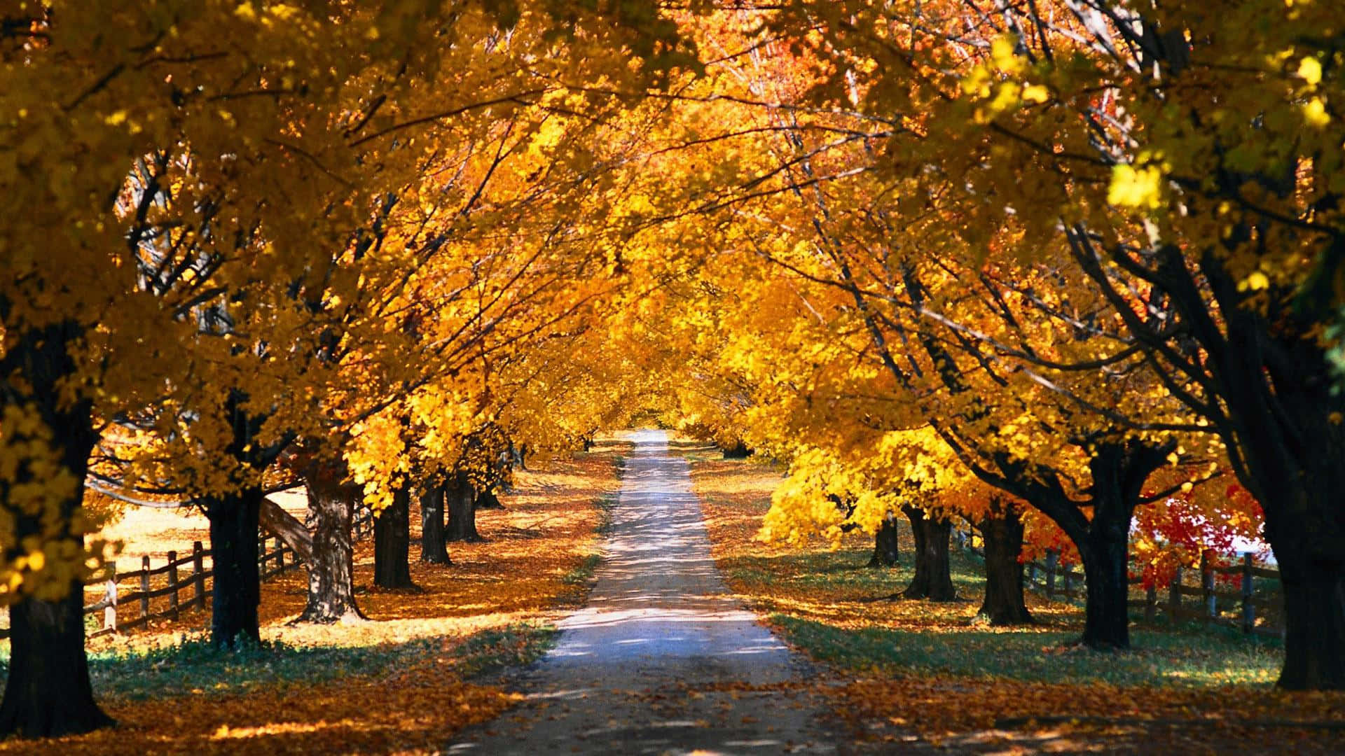 Fall Country, 1920 x 1080, sunlit path, Full HD Desktop Wallpaper