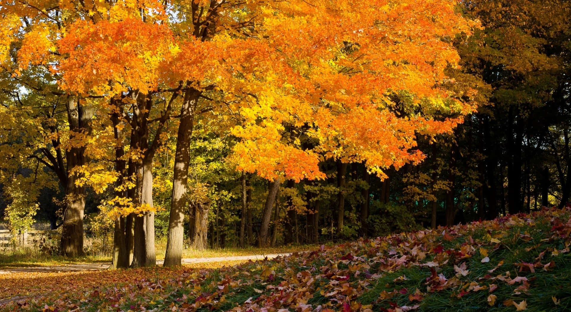Fall Country, autumn leaves, vibrant orange, Full HD Desktop Wallpaper