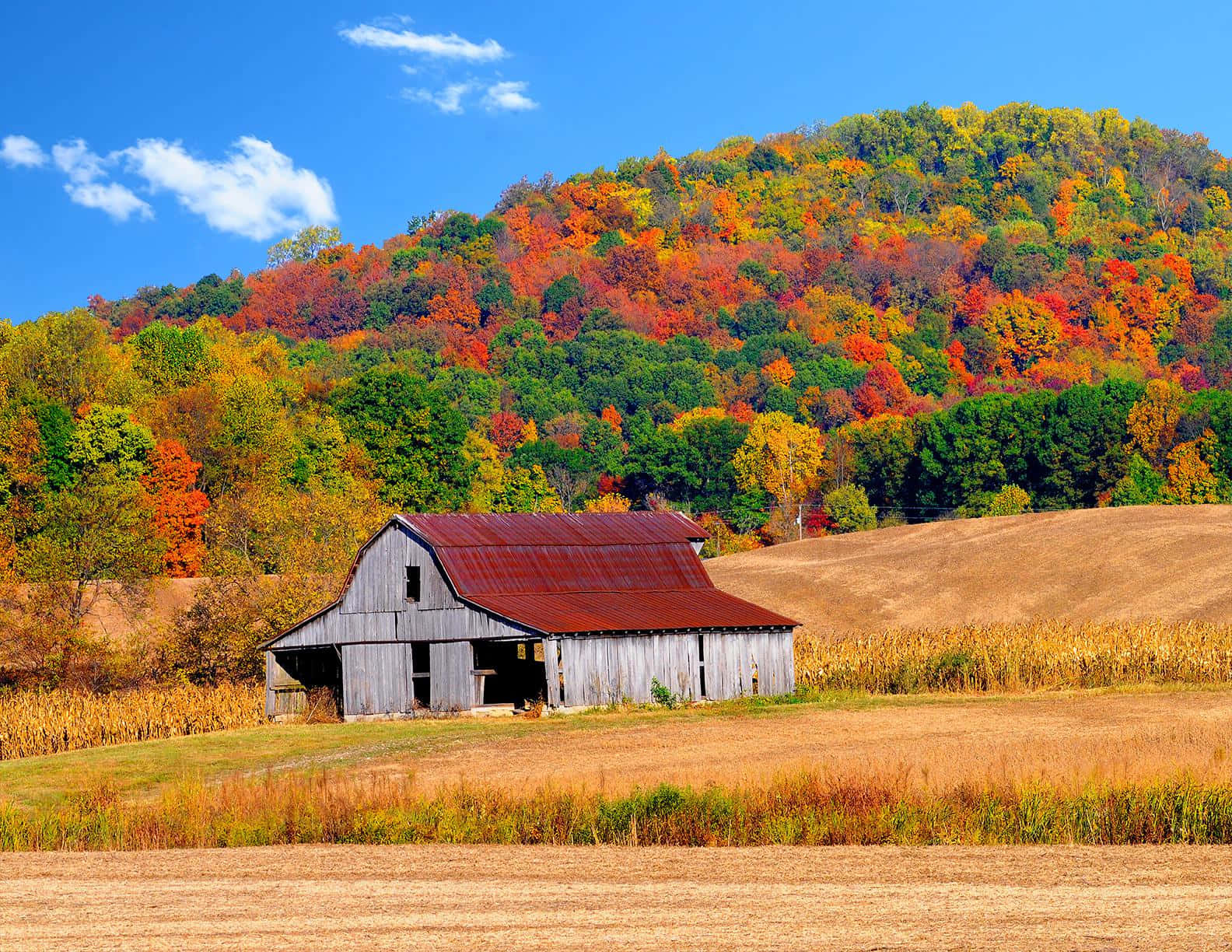 Fall Country, wooden barn, rusted roof, HD Desktop Wallpaper