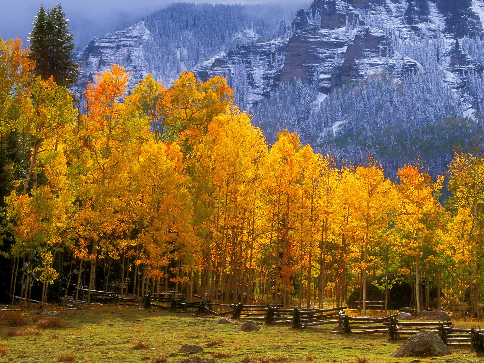 Fall Country, golden aspen trees, snow-dusted mountains, HD Desktop Wallpaper