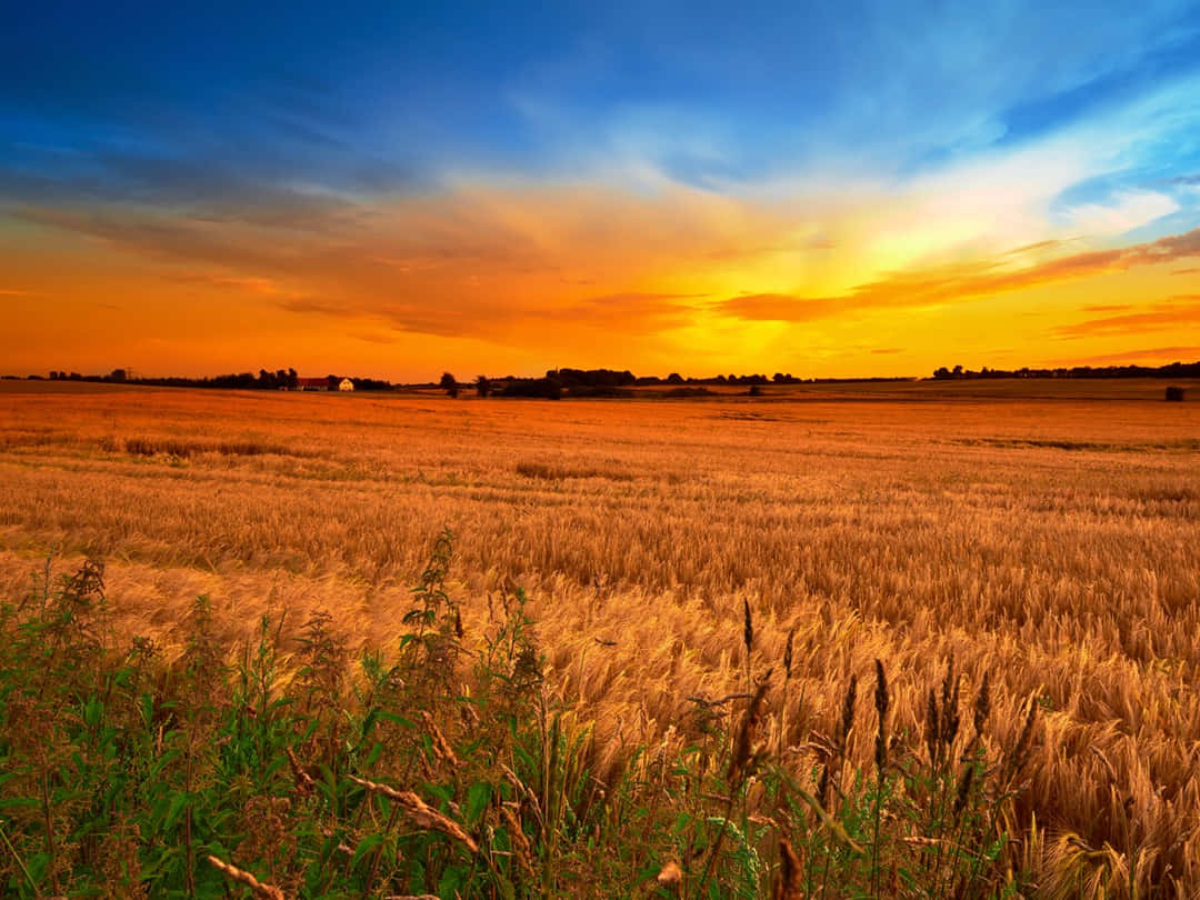 Fall Country, golden wheat field, vibrant sunset sky, SD Desktop Wallpaper