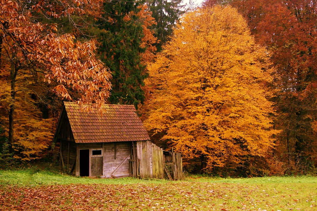 Fall Country, wooden cabin, autumn forest, SD Desktop Wallpaper