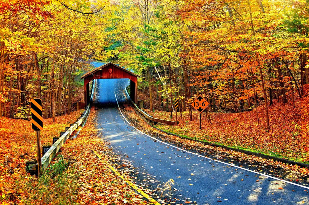 Fall Country, winding road, fallen leaves, SD Desktop Wallpaper
