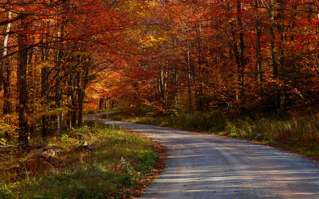 Fall Country, winding road, dense forest, SD Desktop Wallpaper