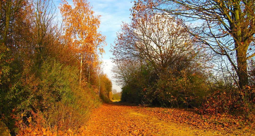 Fall Country, dirt path, golden autumn leaves, SD Desktop Wallpaper