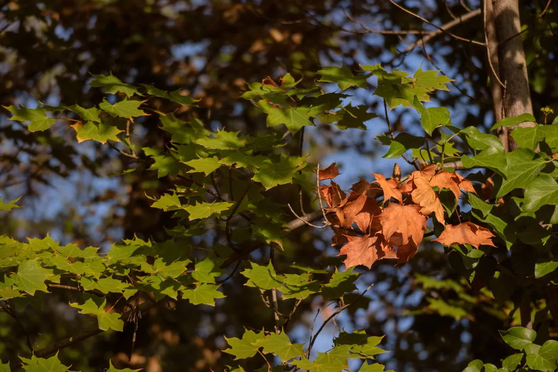 Fall Desktop