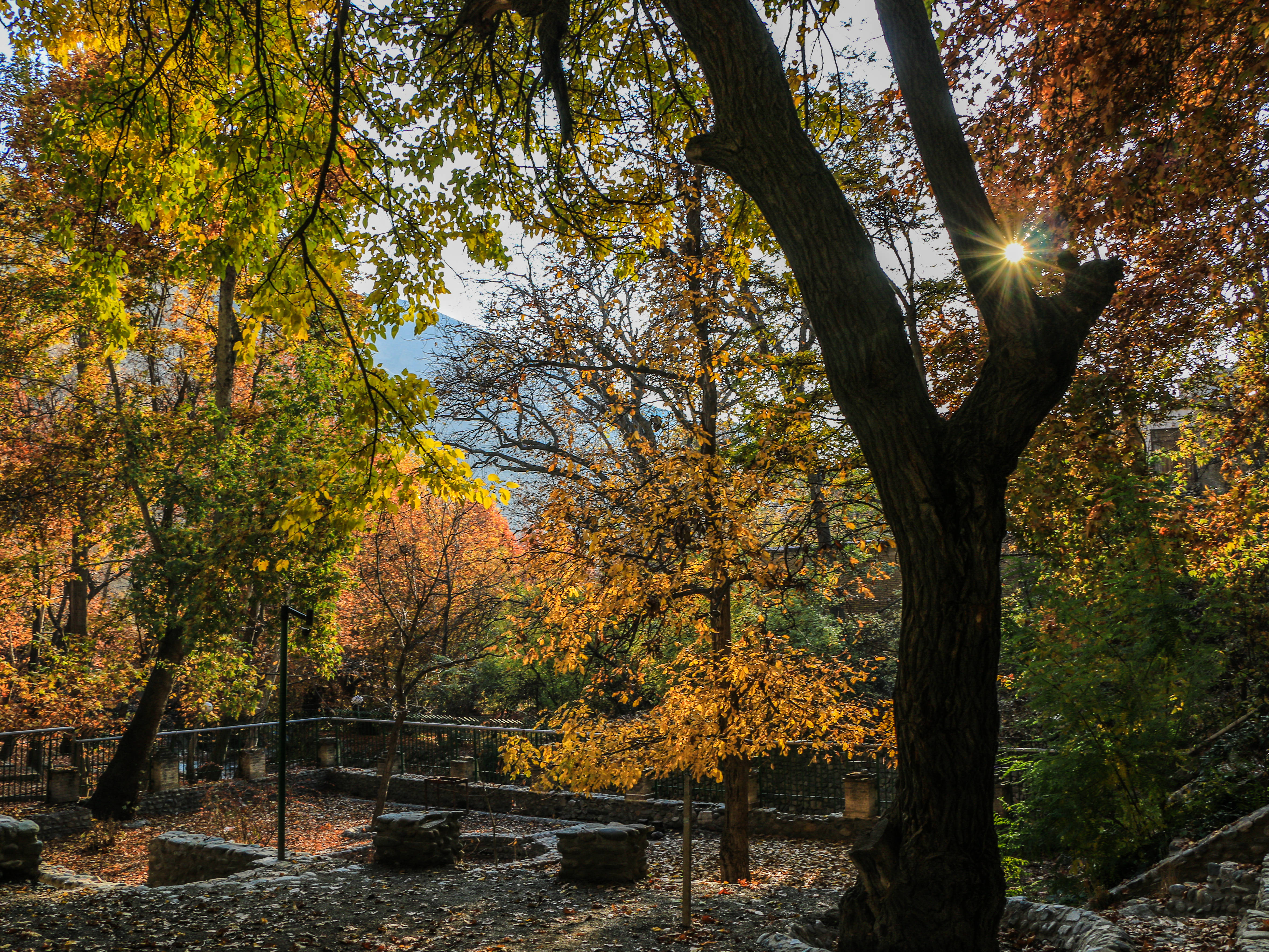 Shady Forest Fall Desktop, autumn leaves, winding stone path, 4K Desktop Wallpaper