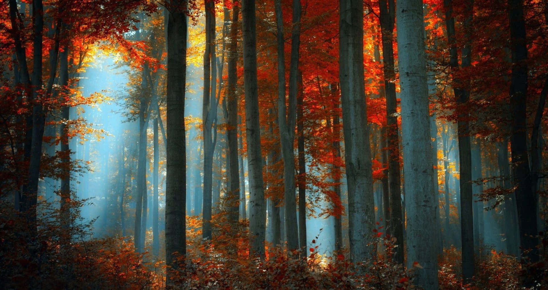 Fall Forest Aesthetic Desktop, autumn leaves, vibrant orange, HD Desktop Wallpaper