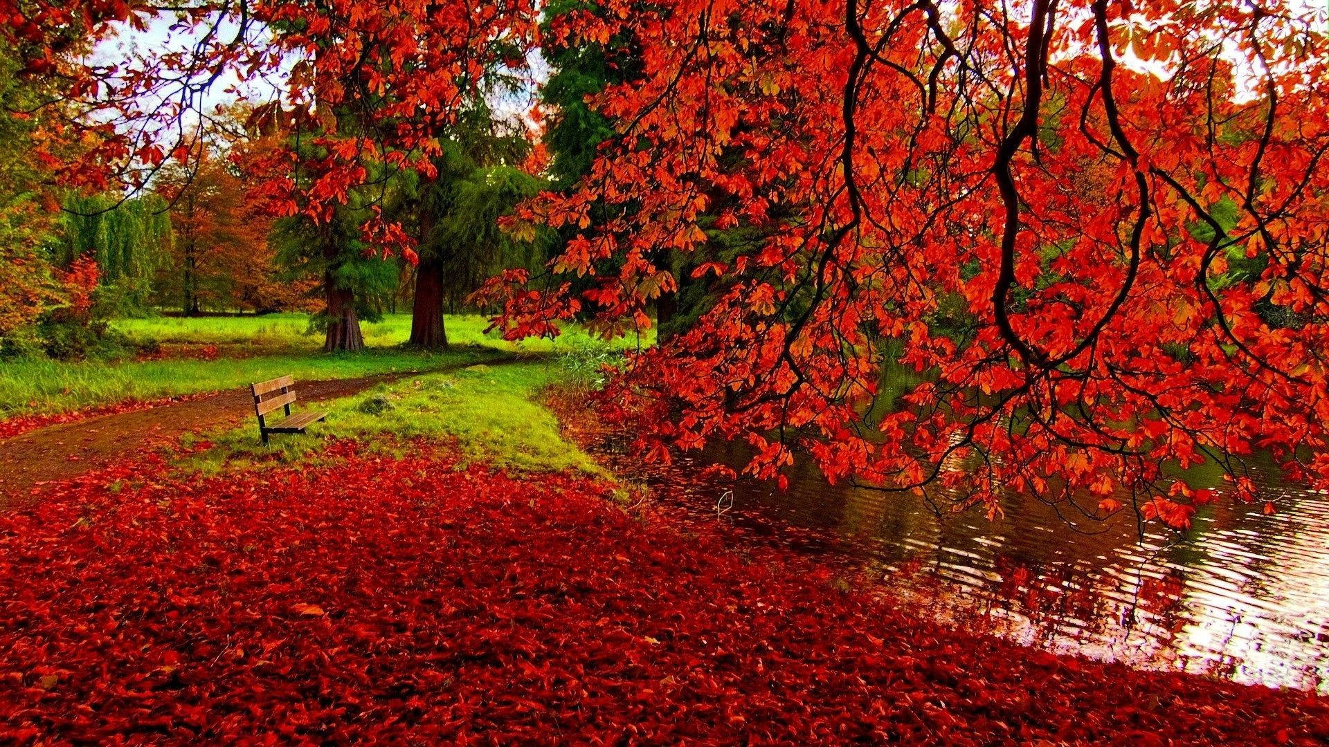 Pond Fall Desktop, vibrant red maple leaves, calm pond, Full HD Desktop Wallpaper