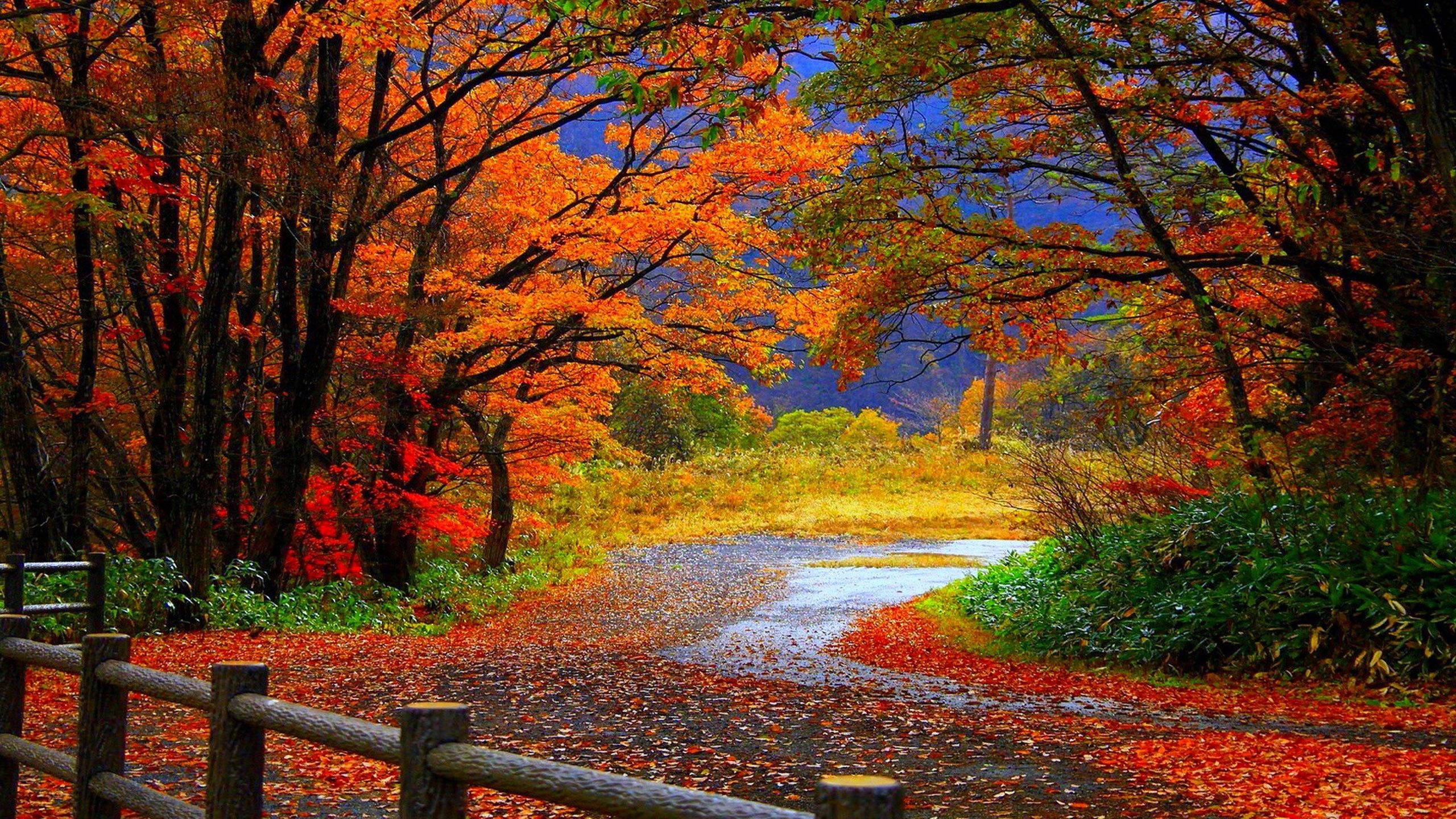 2560x1440, fall, off road, 2K Desktop Wallpaper