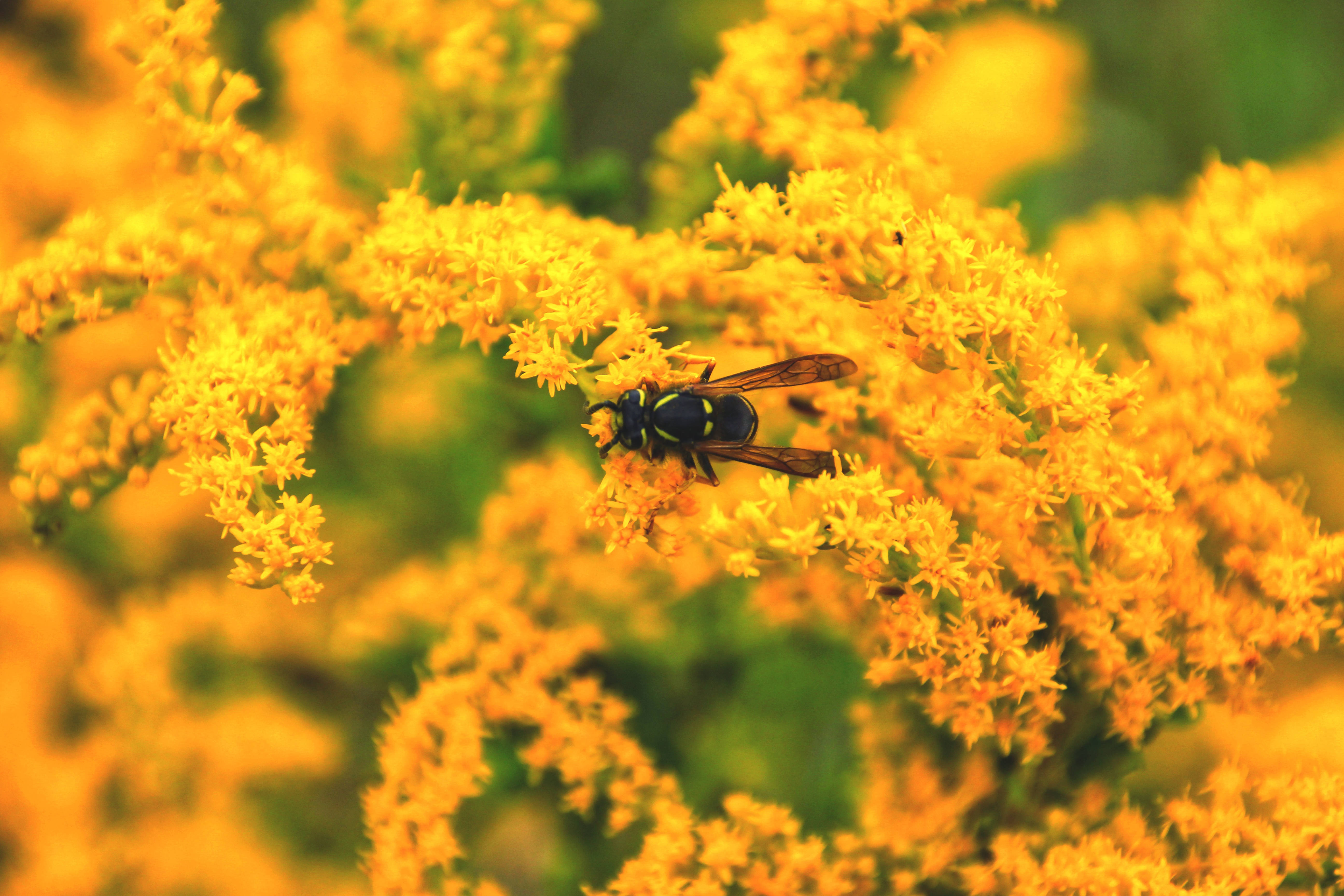 goldenrod, wasp, black and yellow, 5K Desktop Wallpaper