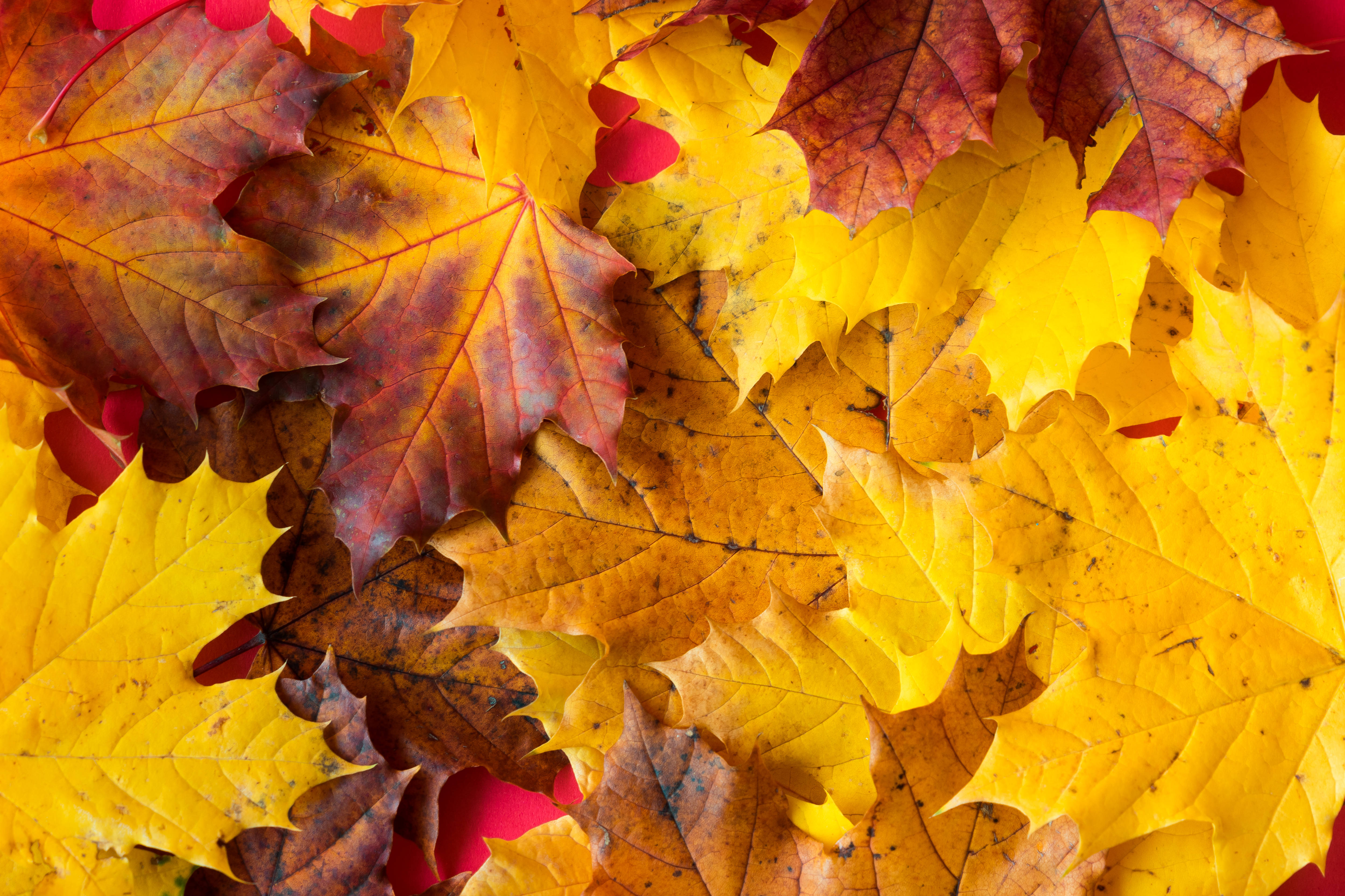 autumn maple leaves, rich yellows, reds, 4K Desktop Wallpaper