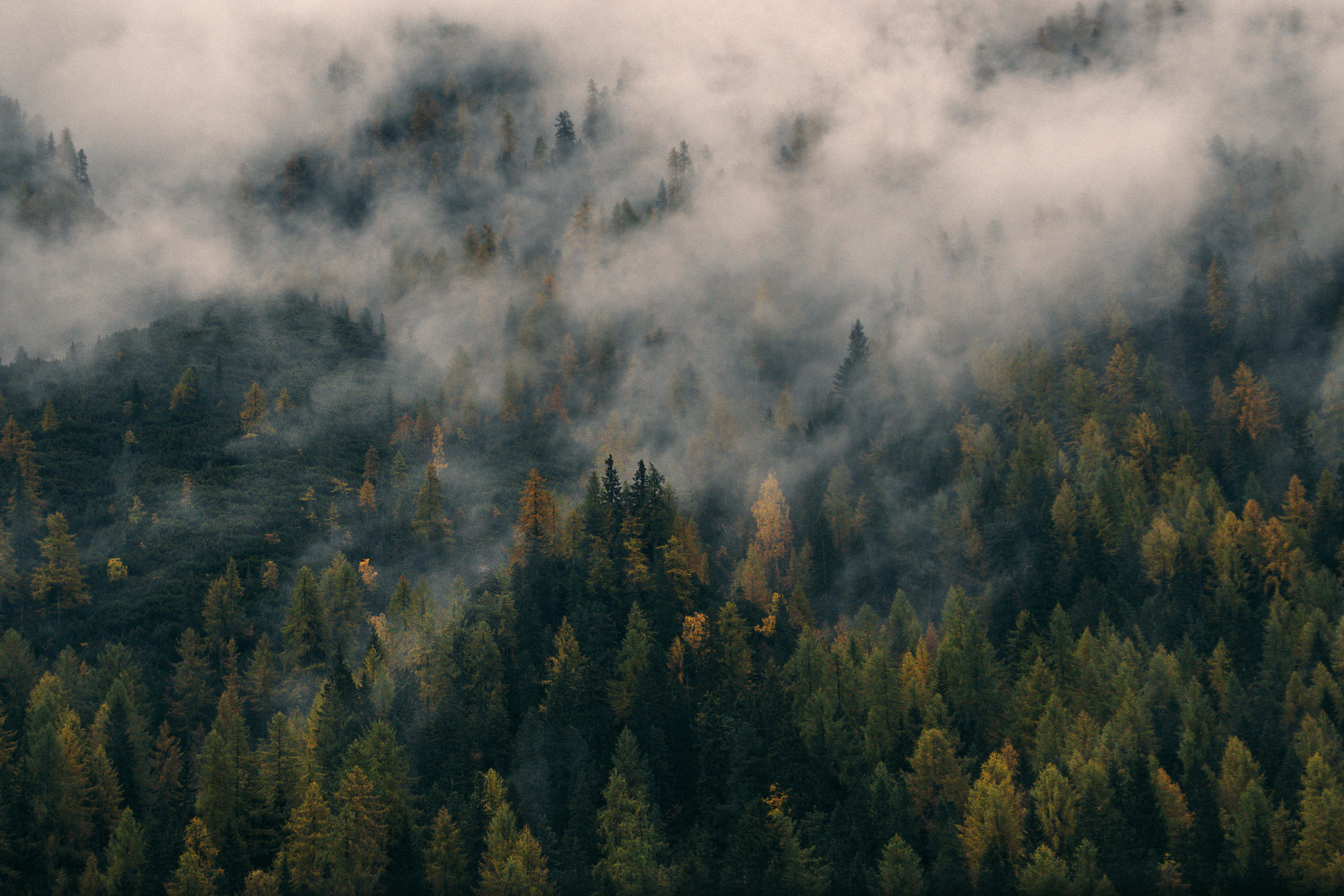 foggy forest hill, autumn-hued trees, evergreens, 5K Desktop Wallpaper
