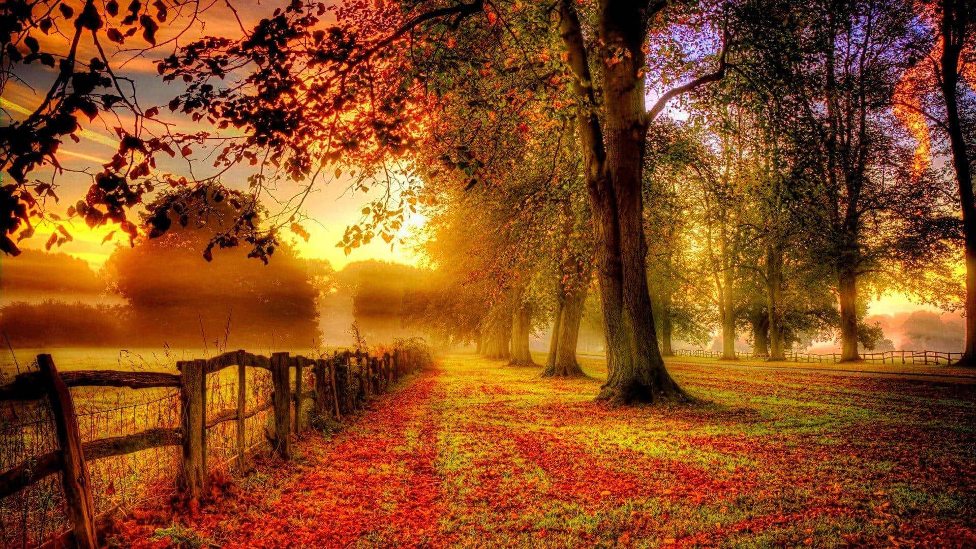 Fall Sunset Aesthetic Desktop, autumn morning, golden sunlight, Full HD Desktop Wallpaper