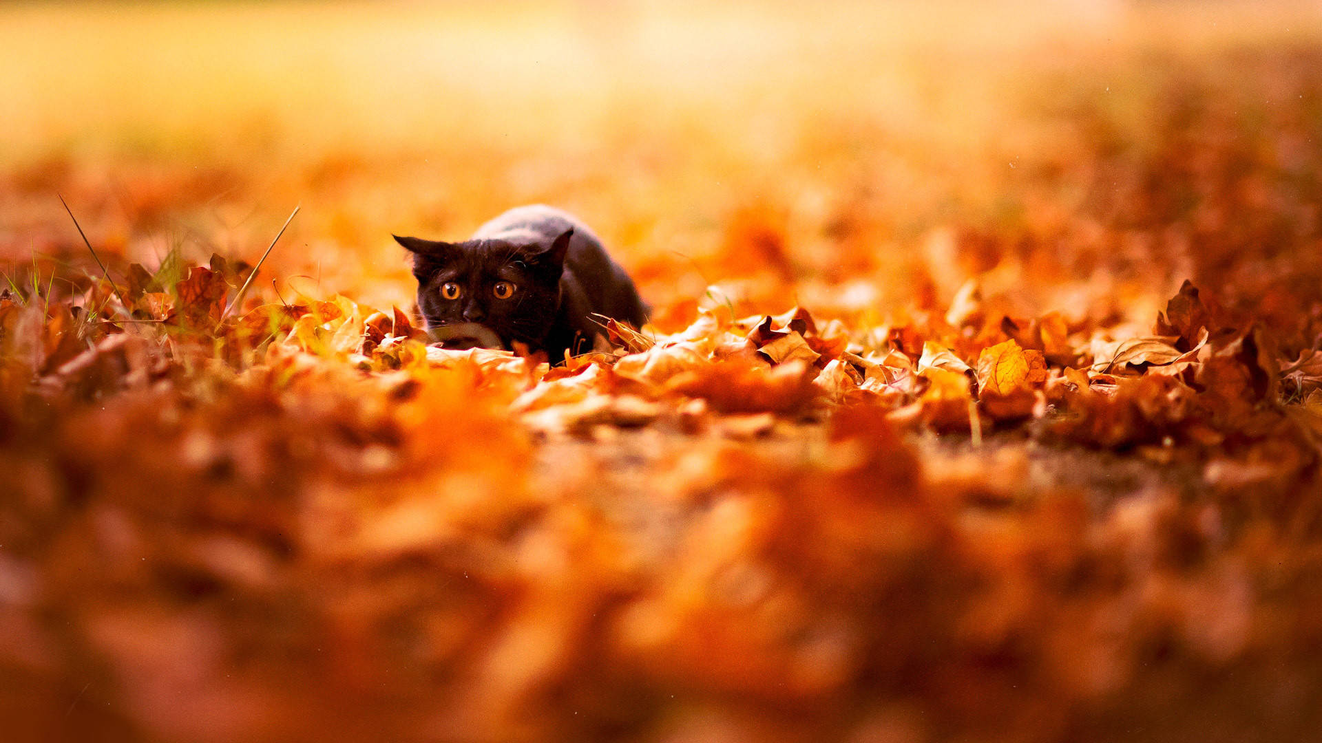 black cat, glowing amber eyes, golden autumn leaves, Full HD Desktop Wallpaper