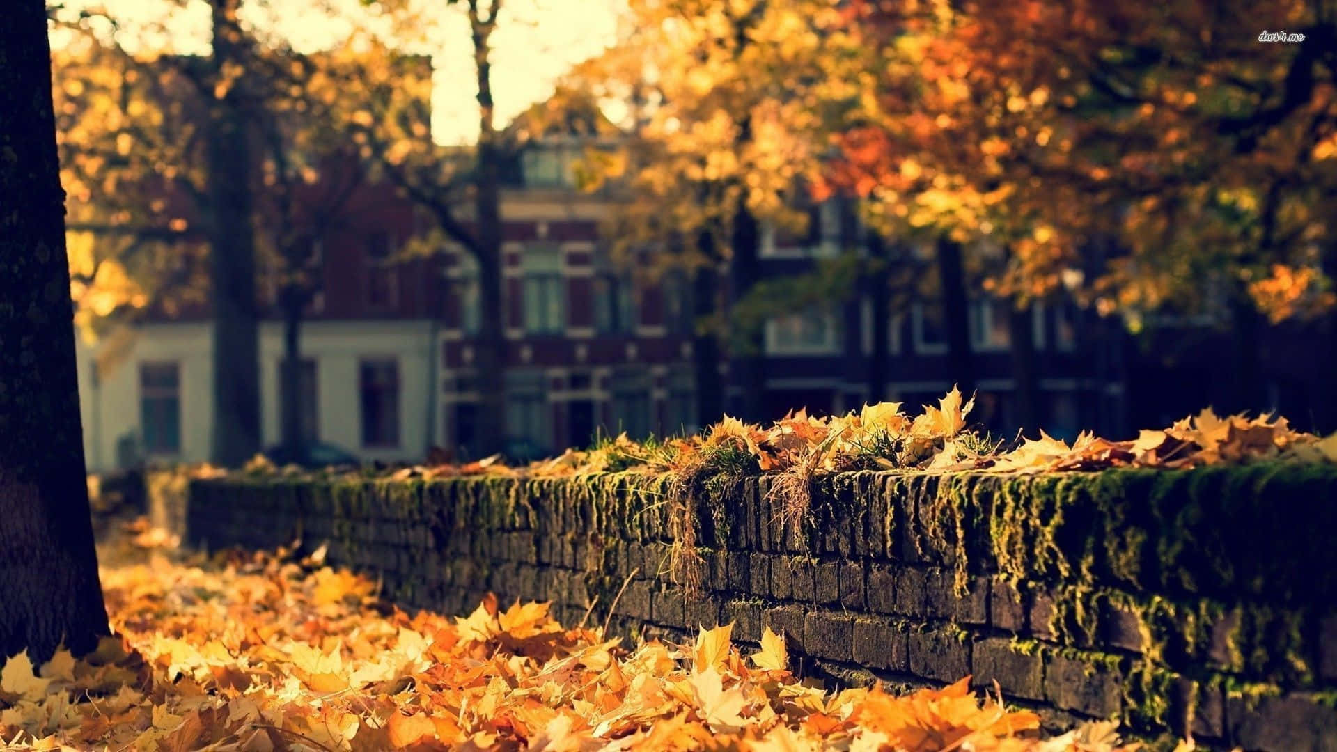 Golden autumn leaves, mossy stone wall, sunlit park, Full HD Desktop Wallpaper