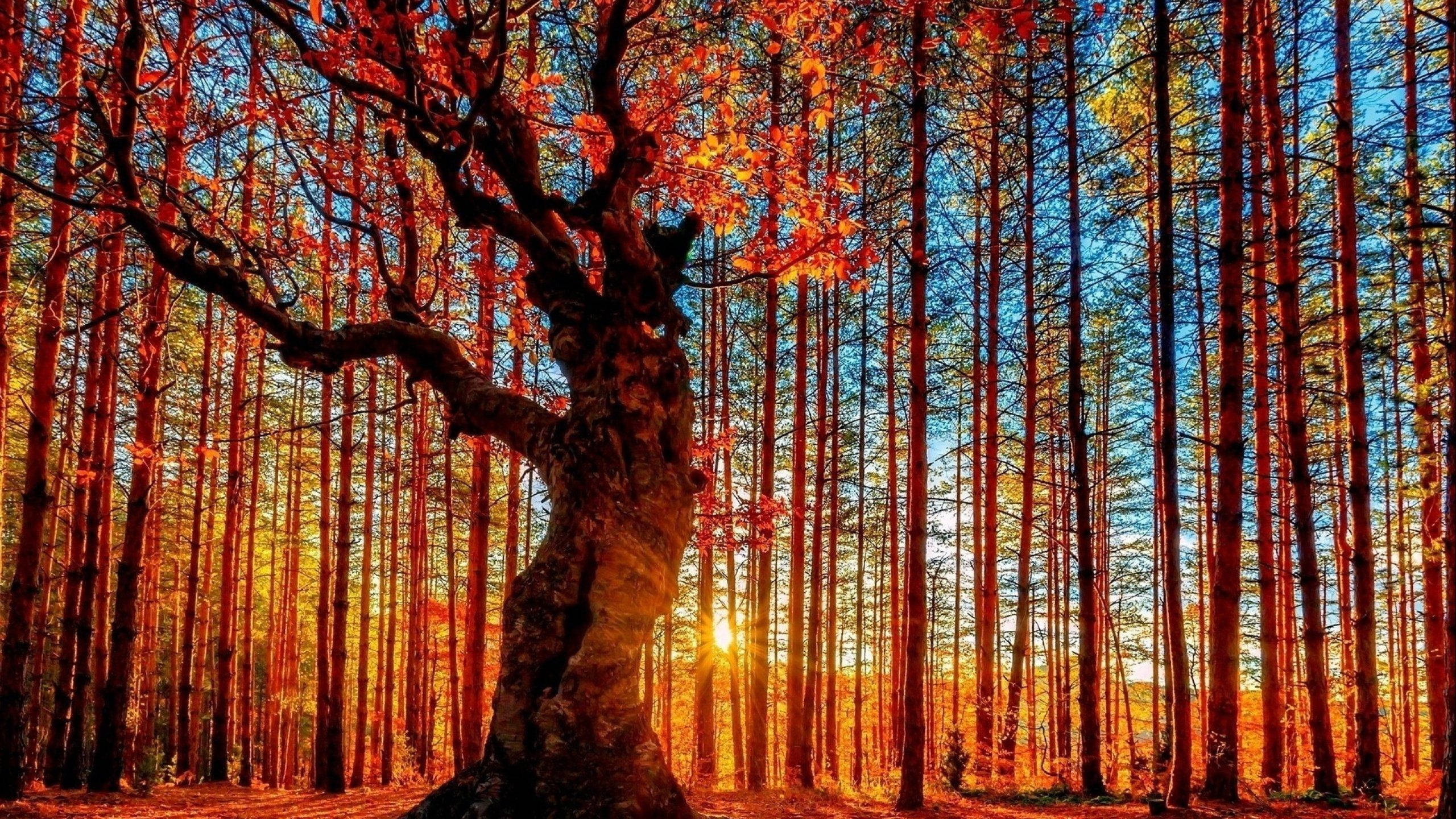 2560x1440, fall dense forest, ancient tree, 2K Desktop Wallpaper