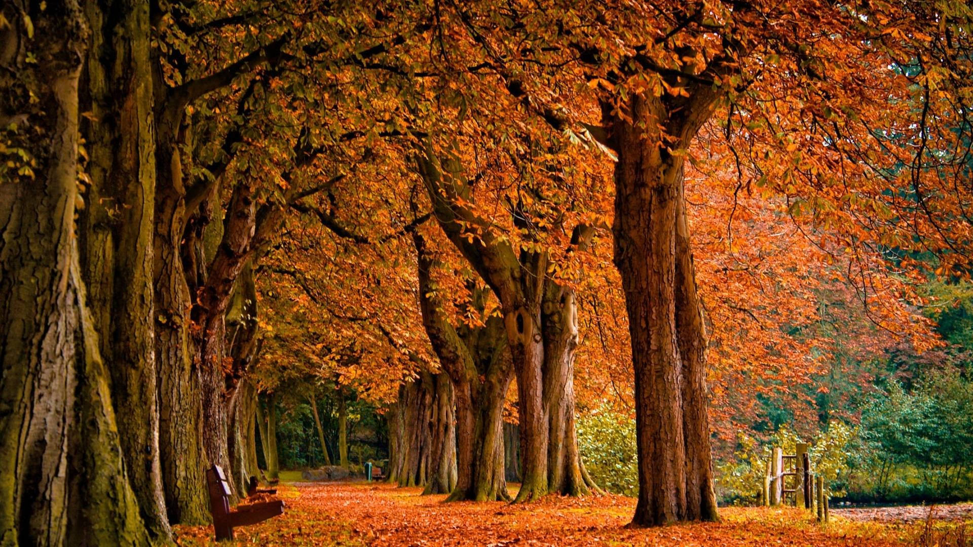 Park Trees, autumnal pathway, towering trees, Full HD Desktop Wallpaper