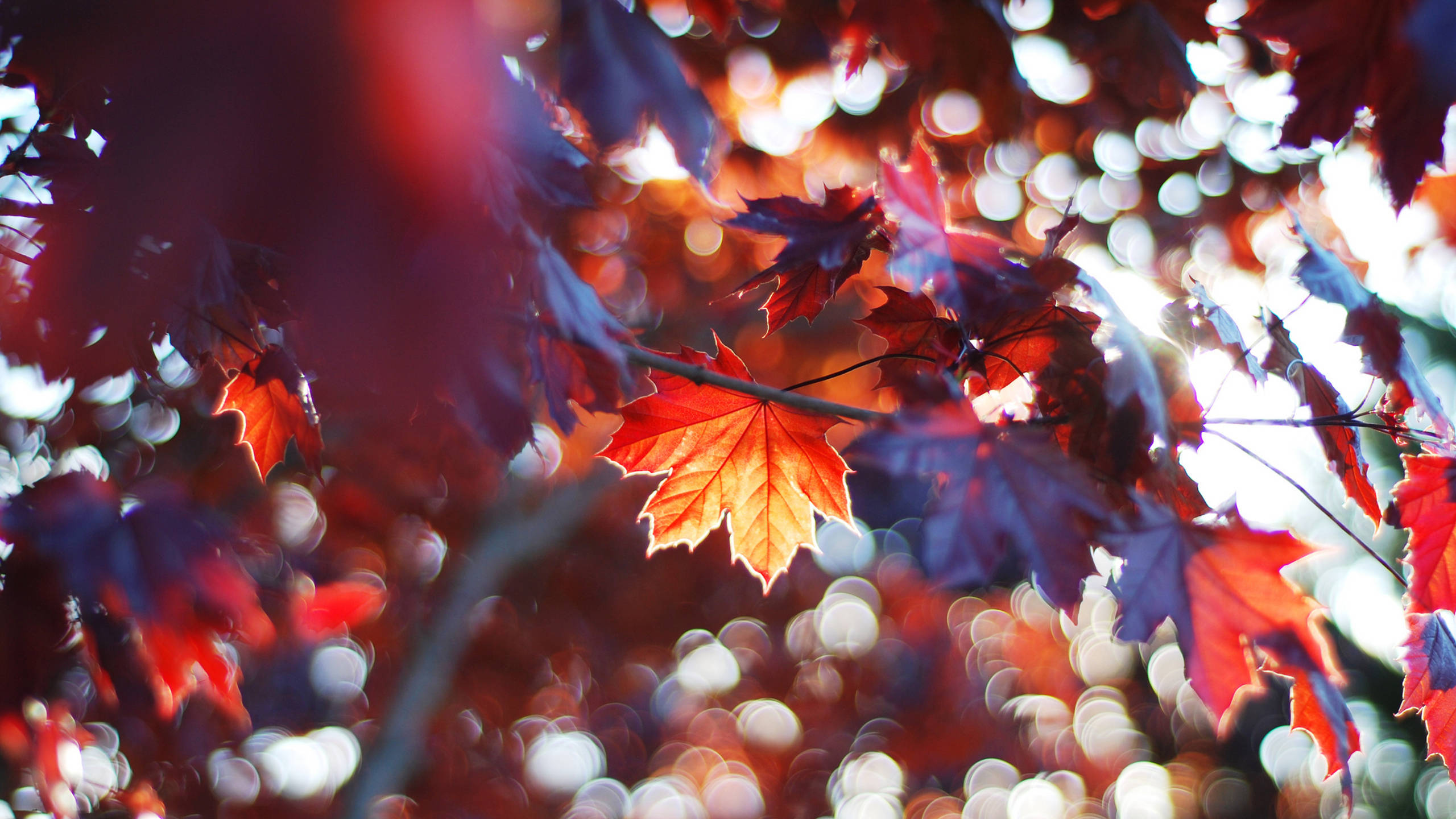 2560x1440, fall leaves, sunrays, 2K Desktop Wallpaper