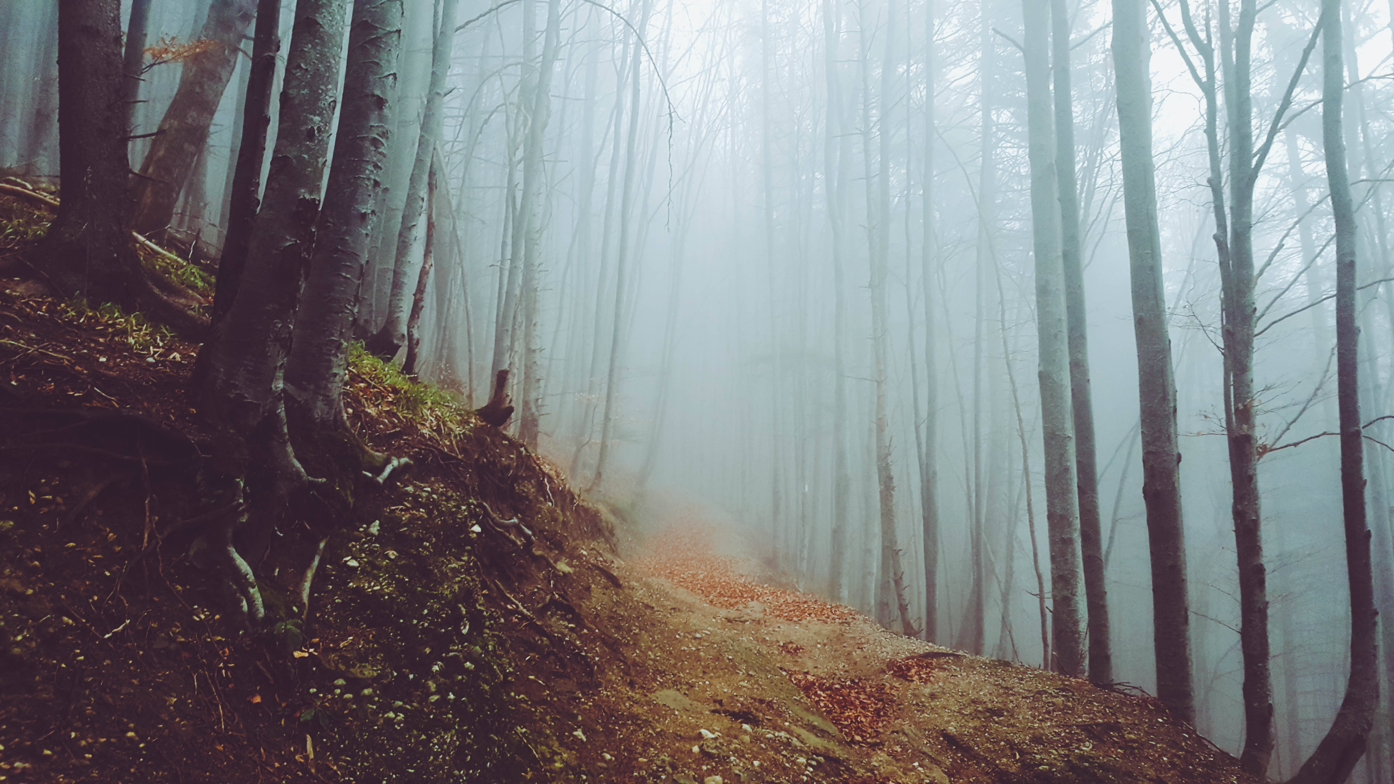 foggy woods, misty forest path, tall trees, 5K Desktop Wallpaper