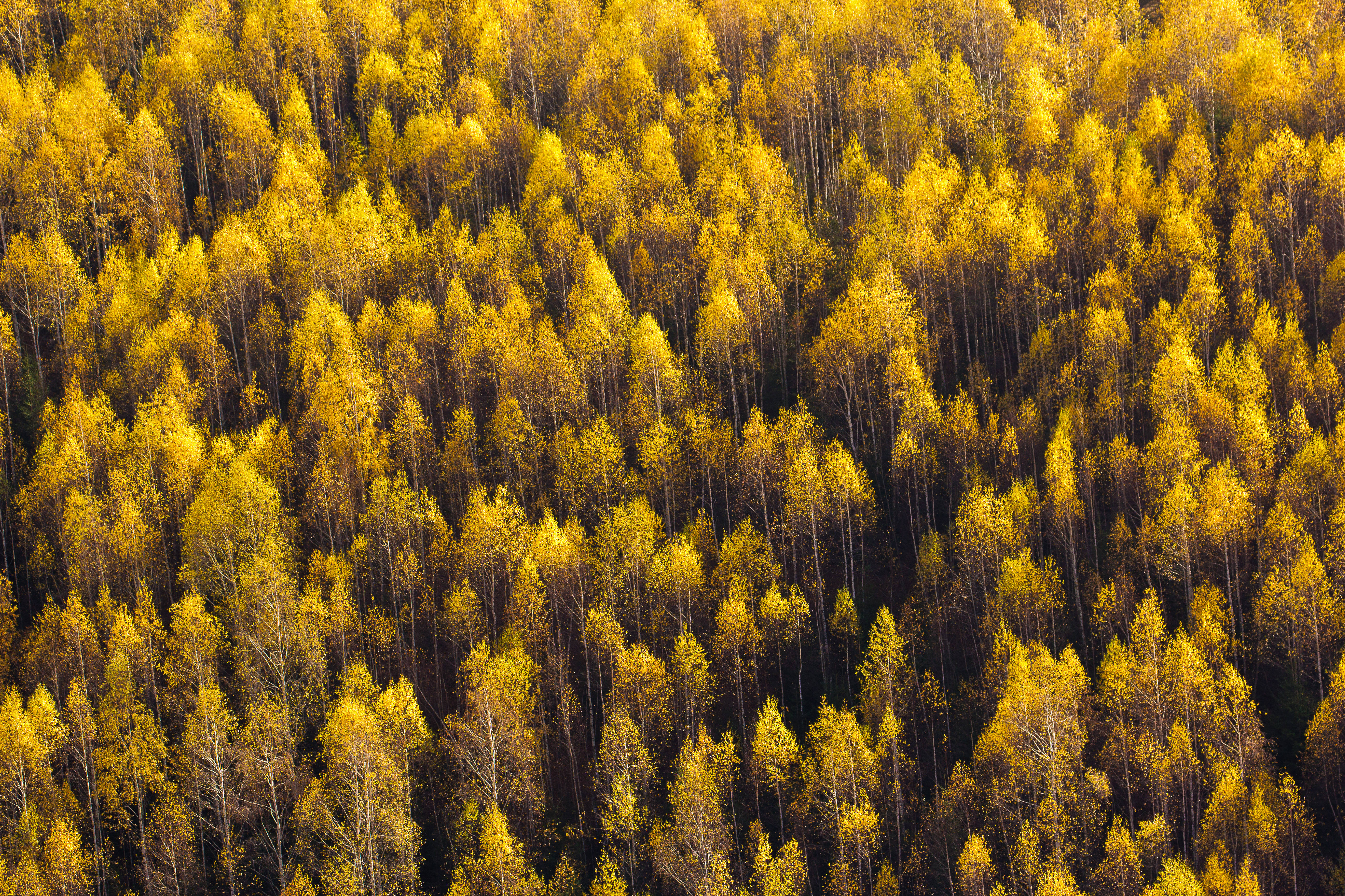 yellow pine trees, autumn leaves, golden, 5K Desktop Wallpaper