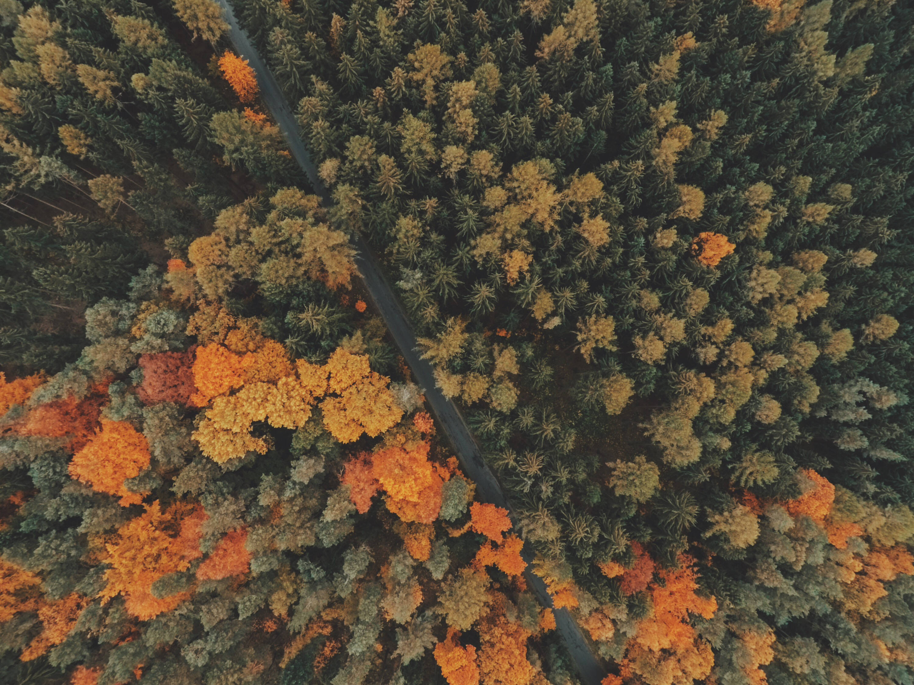 Woods Fall Desktop, autumnal orange, green foliage, 2K Desktop Wallpaper