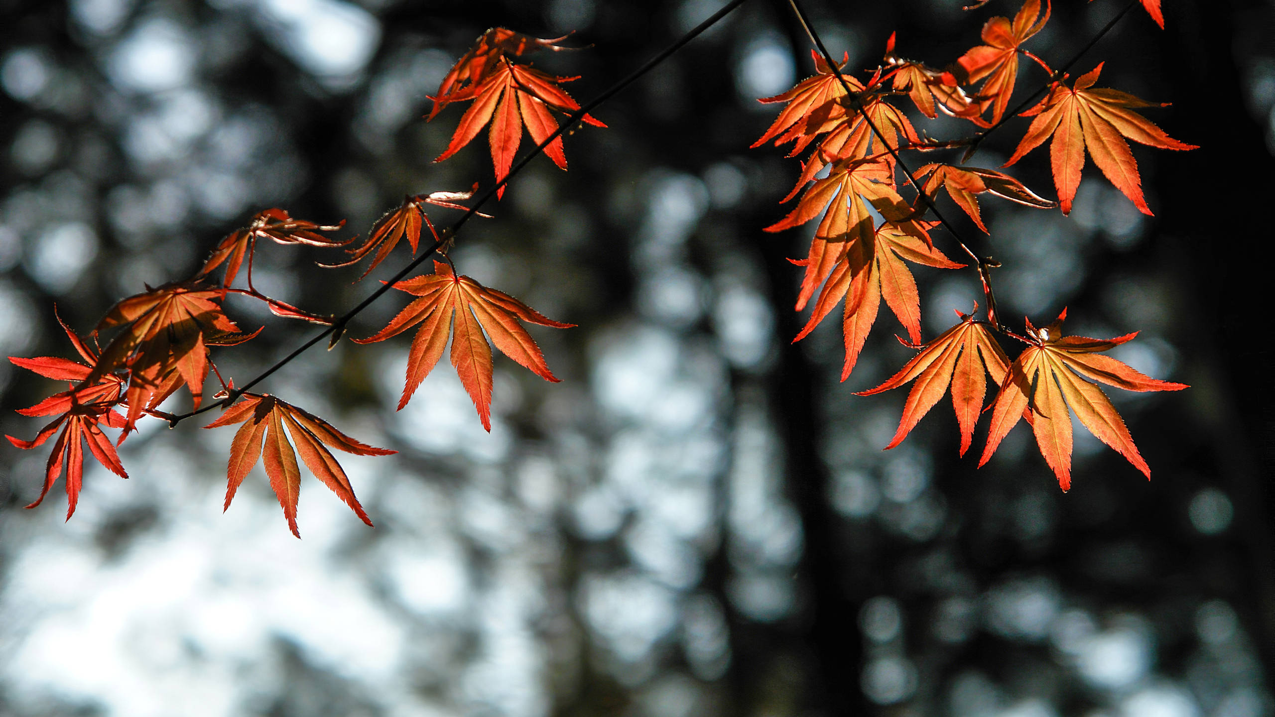 2560x1440, fall, glowing orange leaves, 2K Desktop Wallpaper