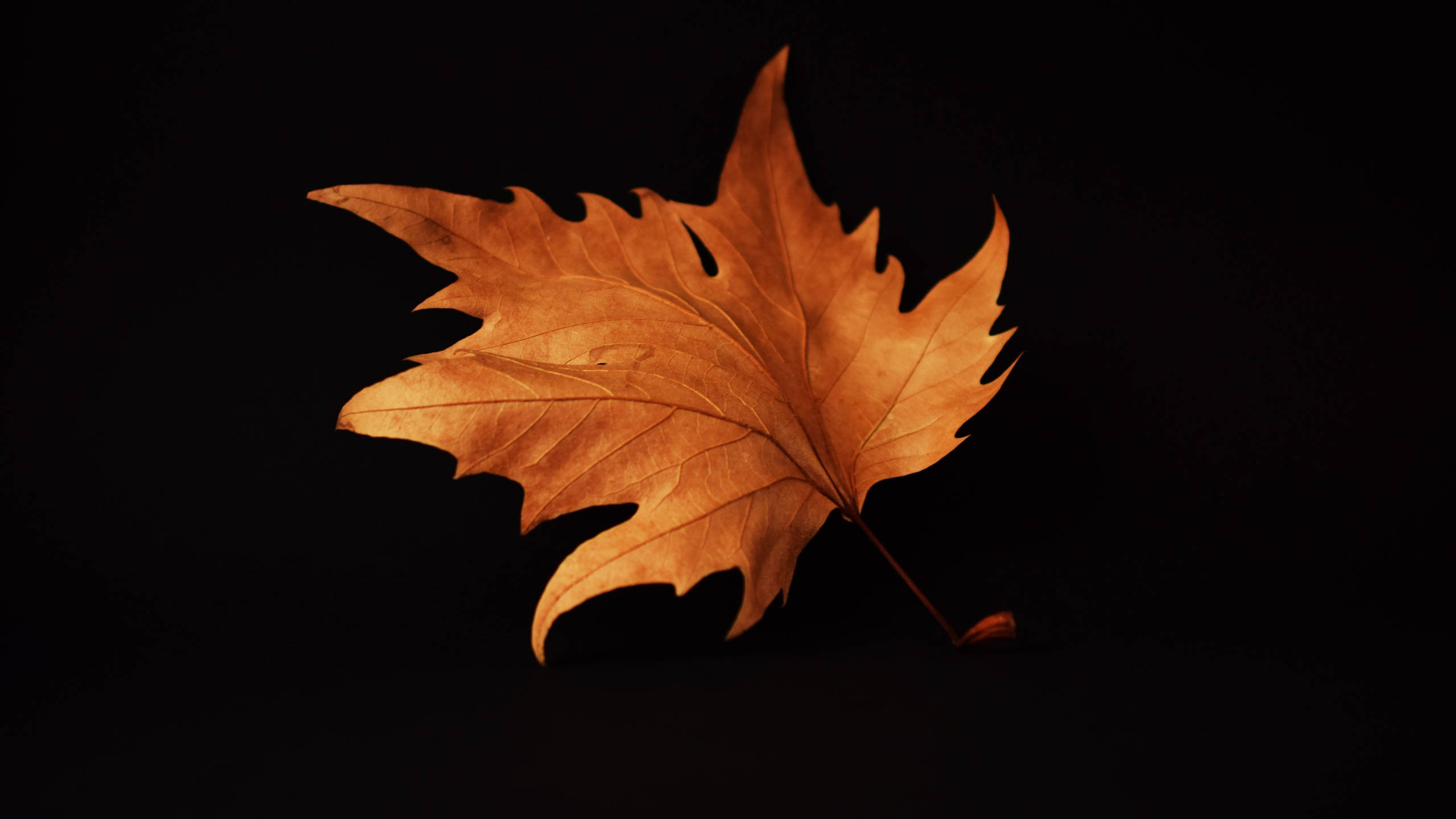 2560x1440, fall, dried maple leaf, 2K Desktop Wallpaper