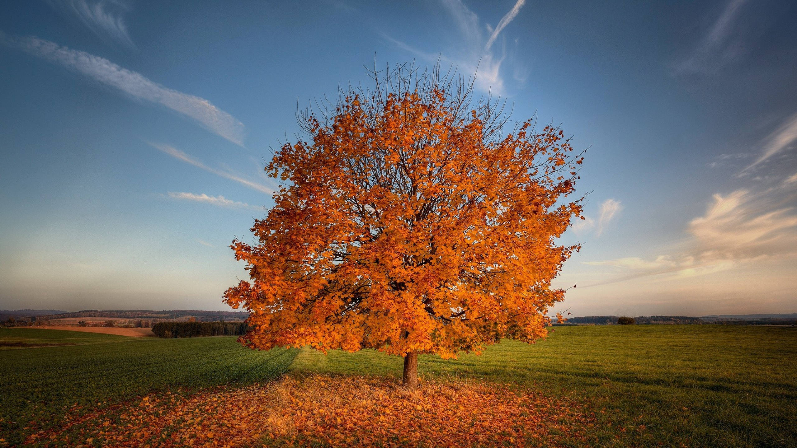 lone maple tree, vibrant orange, green field, 2K Desktop Wallpaper