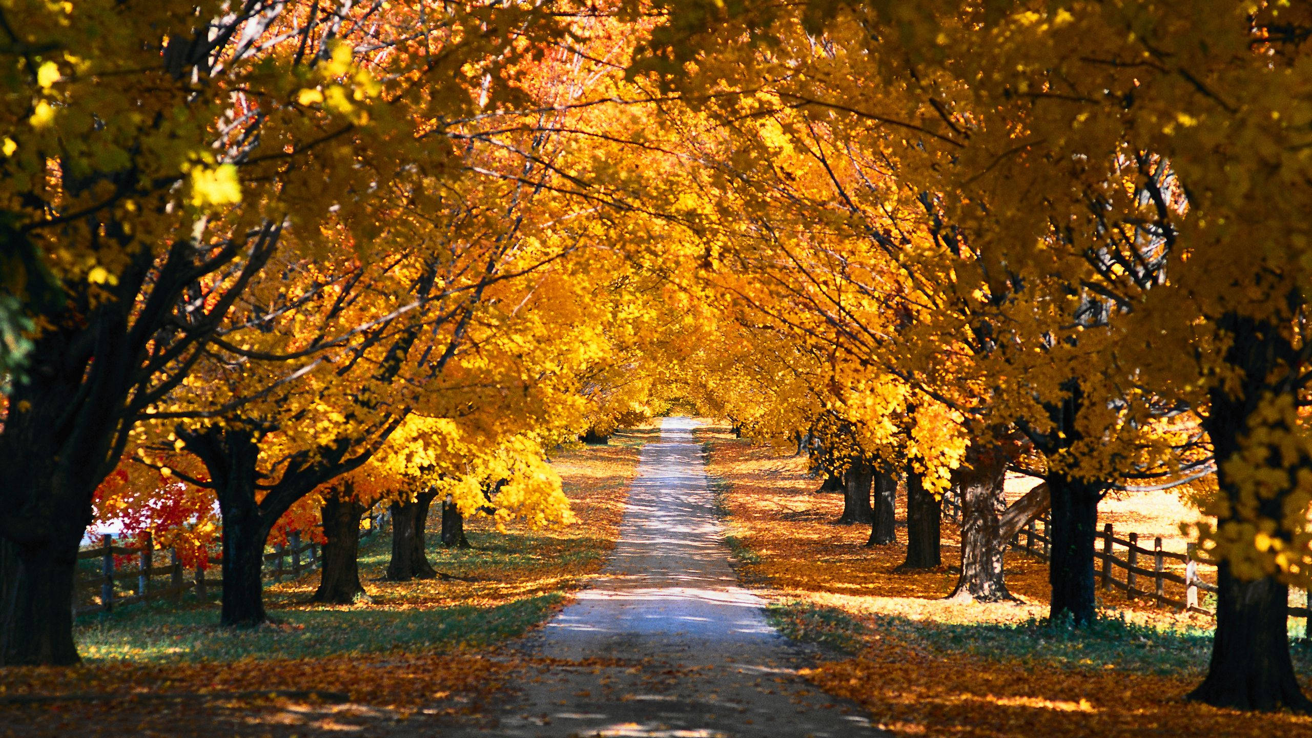 2560x1440, fall trees, shaded road, 2K Desktop Wallpaper