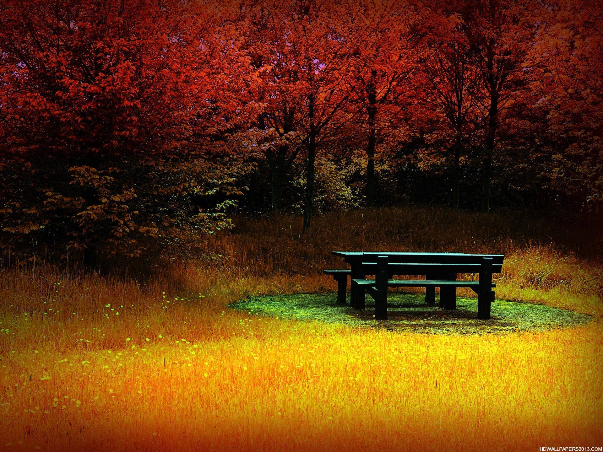 picnic table, field of golden grass, canopy of fiery red autumn trees, Full HD Desktop Wallpaper