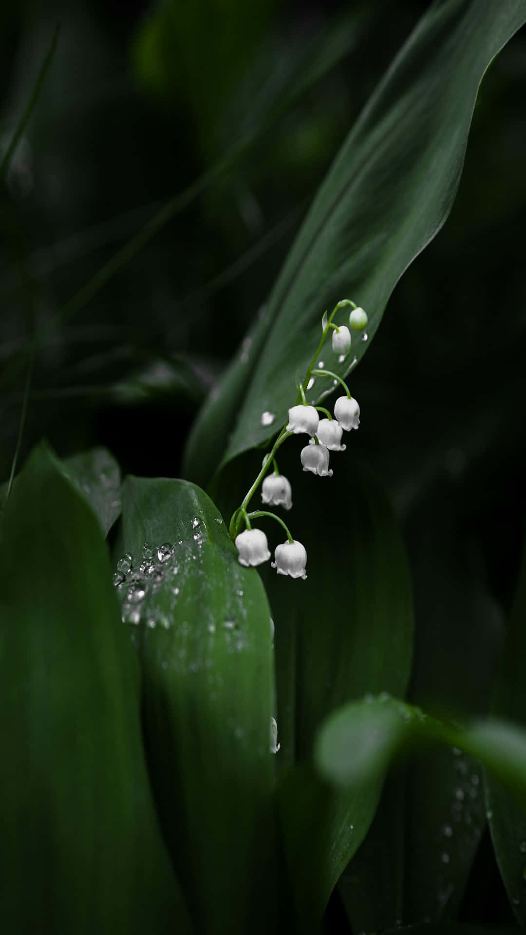 Lily of the Valley, dewdrops, lush green leaves, Full HD Phone Wallpaper