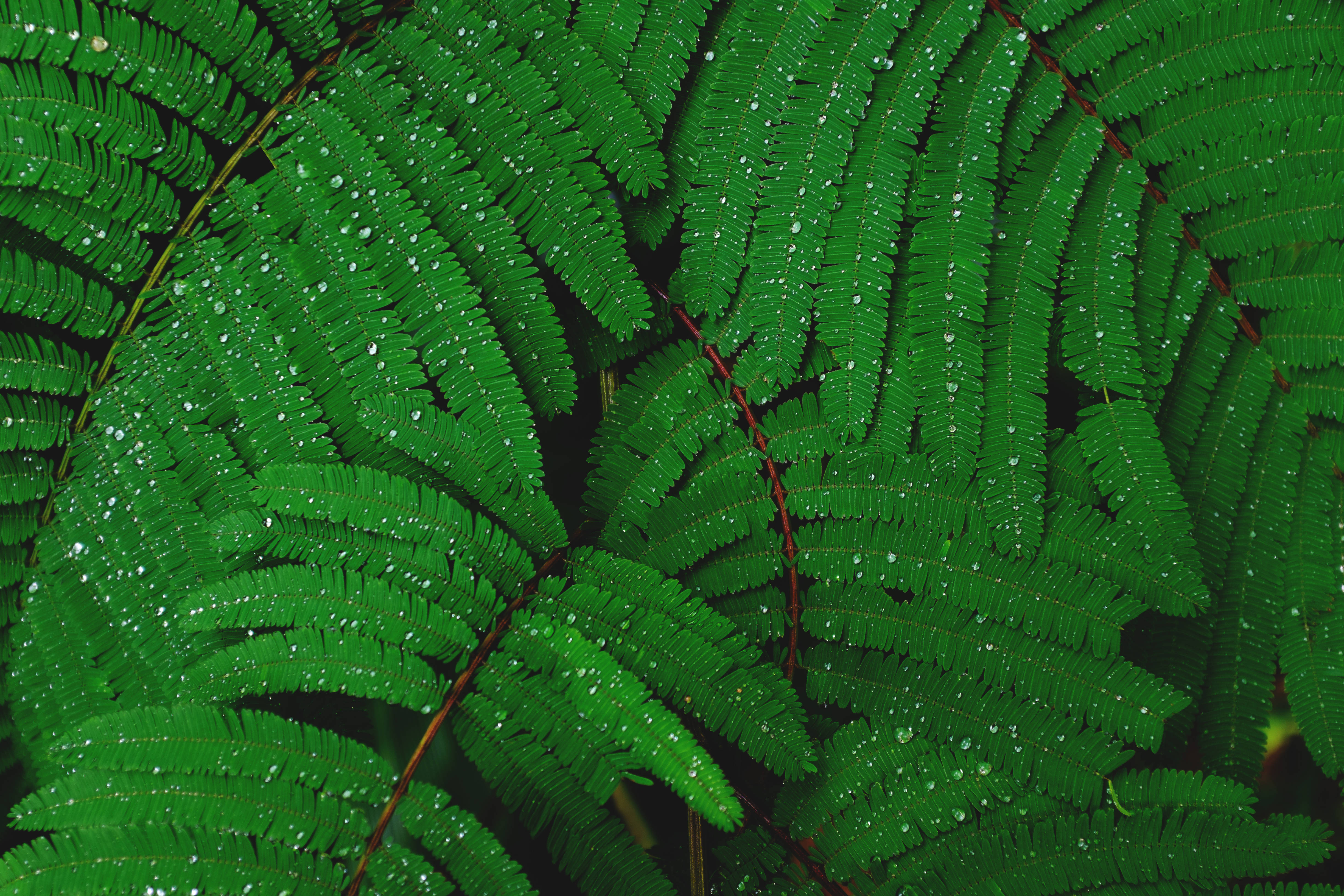 emerald green, dewdrops, fern fronds, 4K Desktop Wallpaper