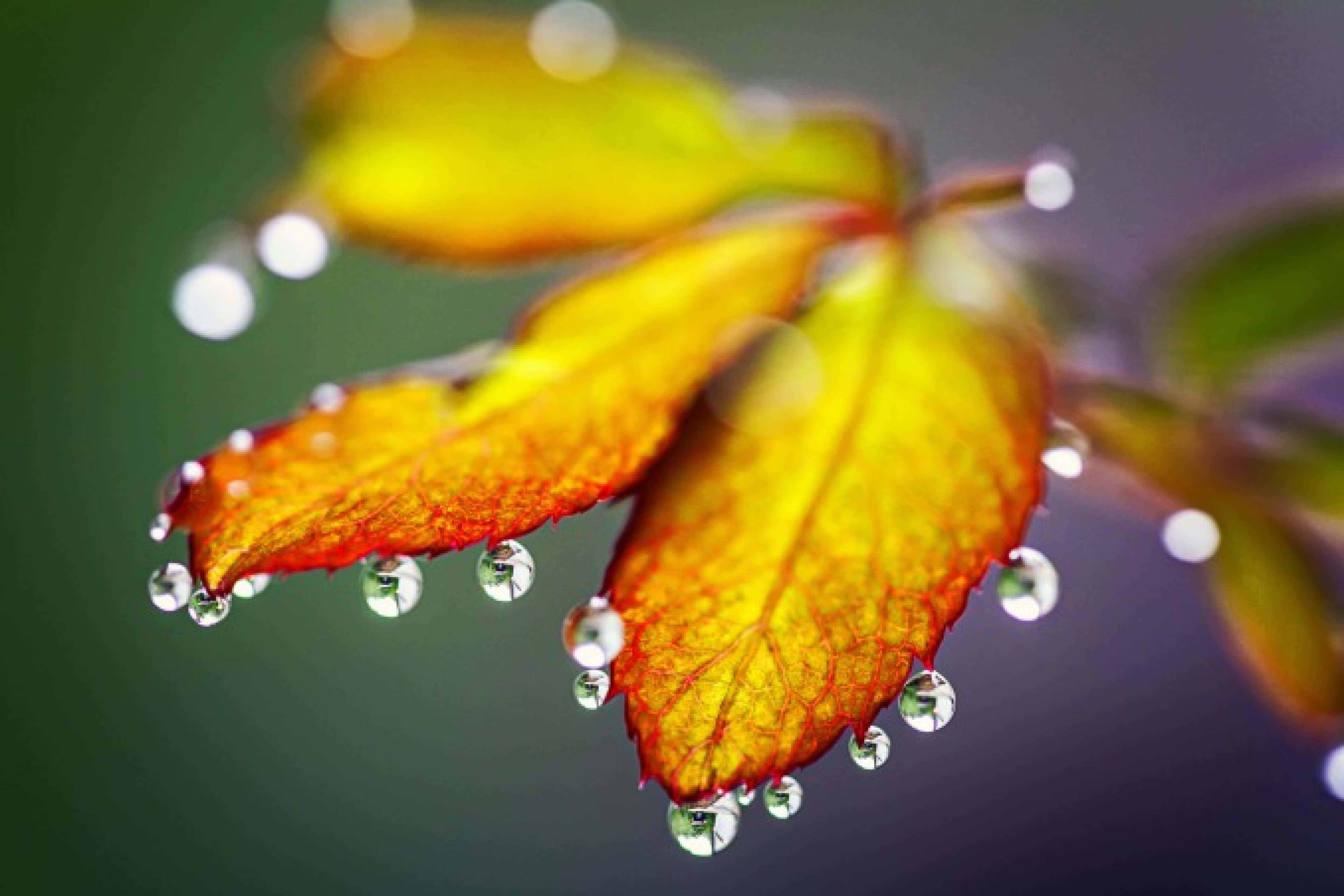 Fall Dew, vibrant autumn leaves, glistening water droplets, 5K Desktop Wallpaper