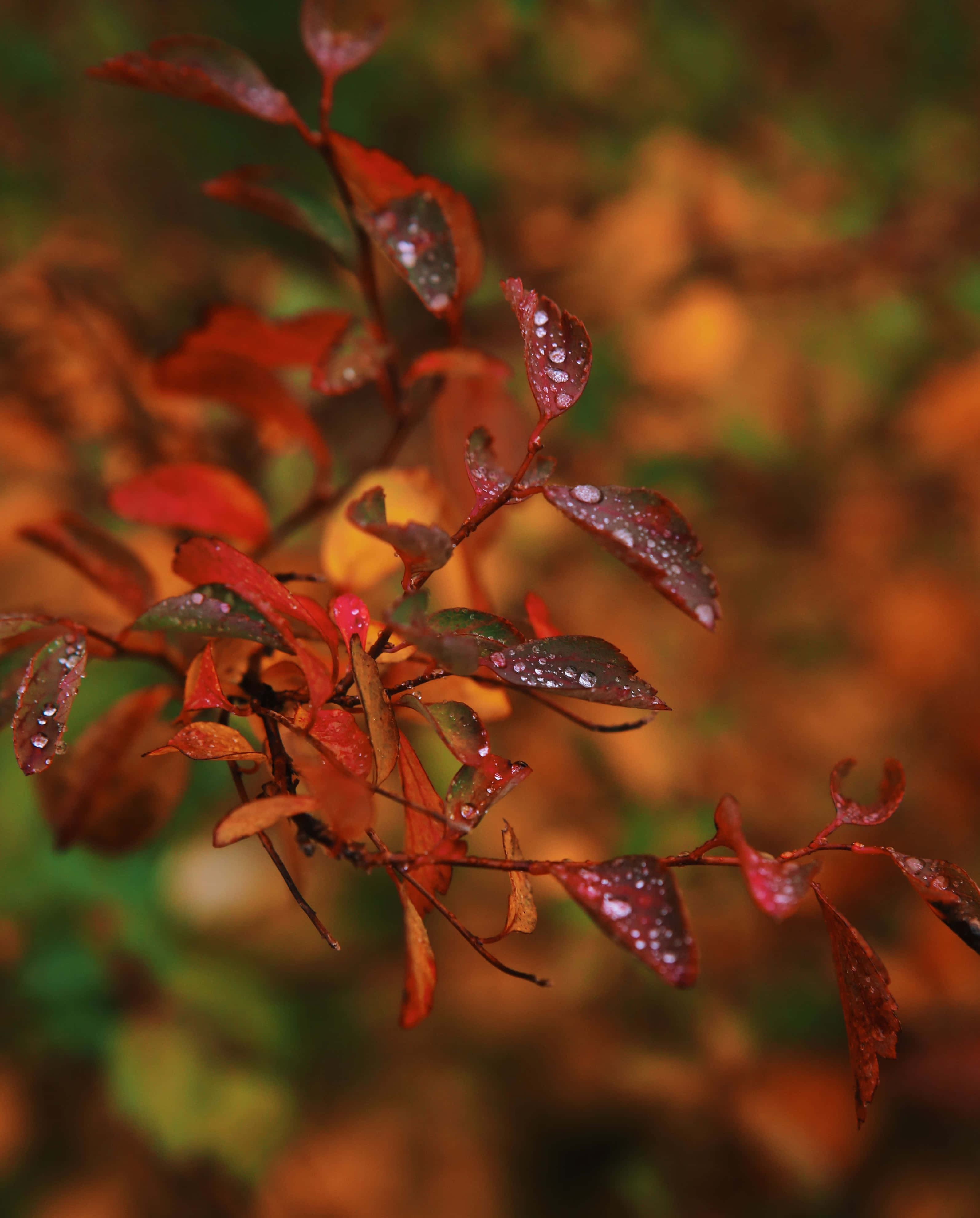 Fall Dew, autumn leaves, dewdrops, 4K Phone Wallpaper