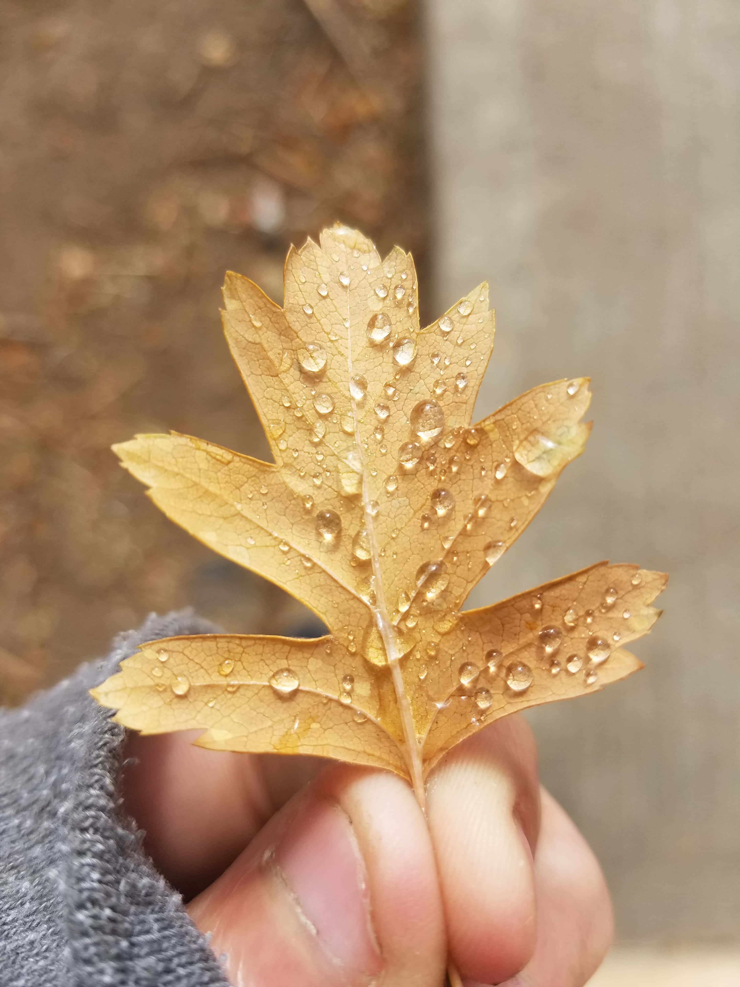 Fall Dew, golden autumn leaf, dewdrops, 4K Phone Wallpaper