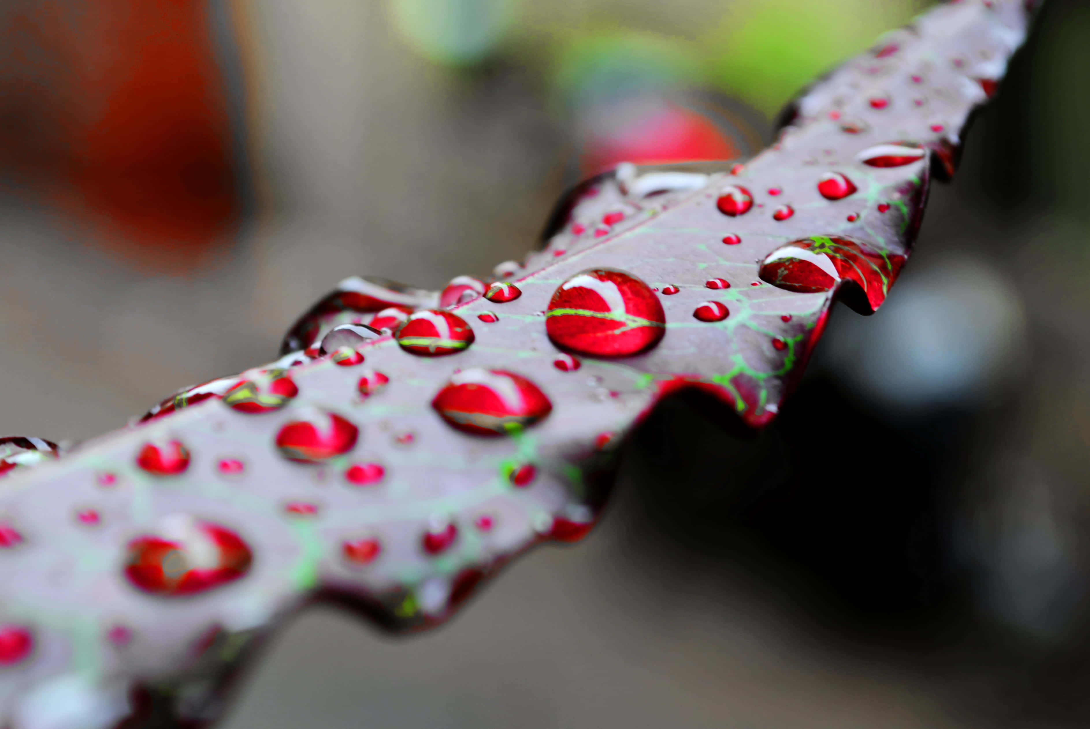 Fall Dew, deep red leaf, green veins, 2K Desktop Wallpaper