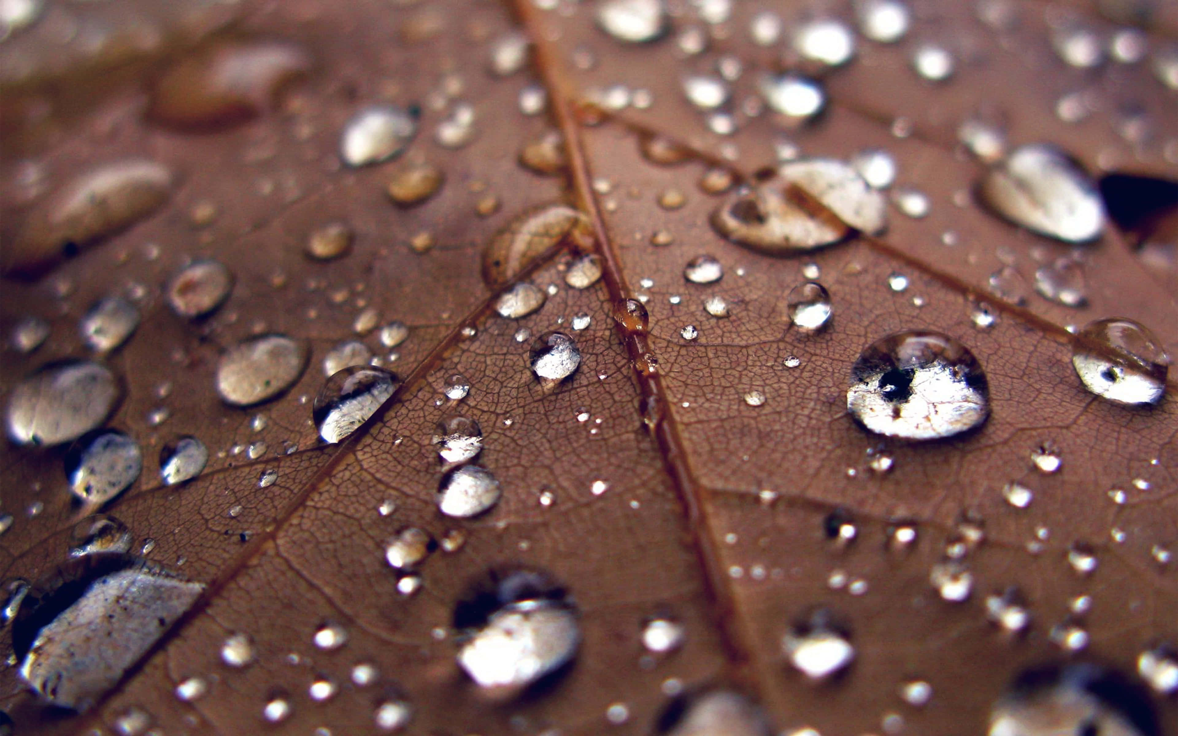 Fall Dew, autumn leaves, raindrops, 4K Desktop Wallpaper