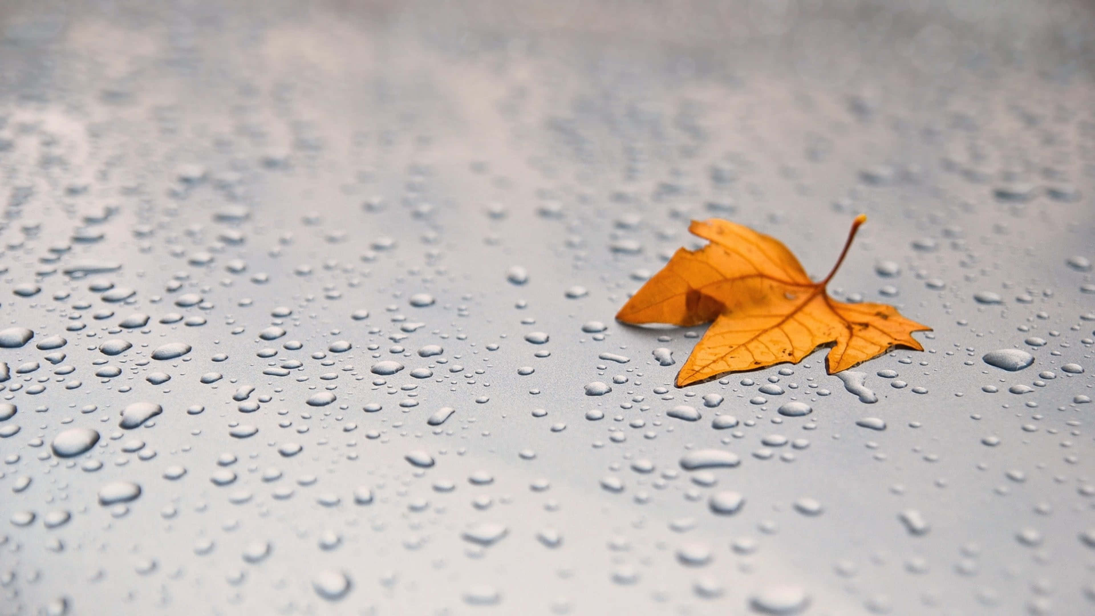 Fall Dew, autumn morning, vibrant orange maple leaf, 4K Desktop Wallpaper