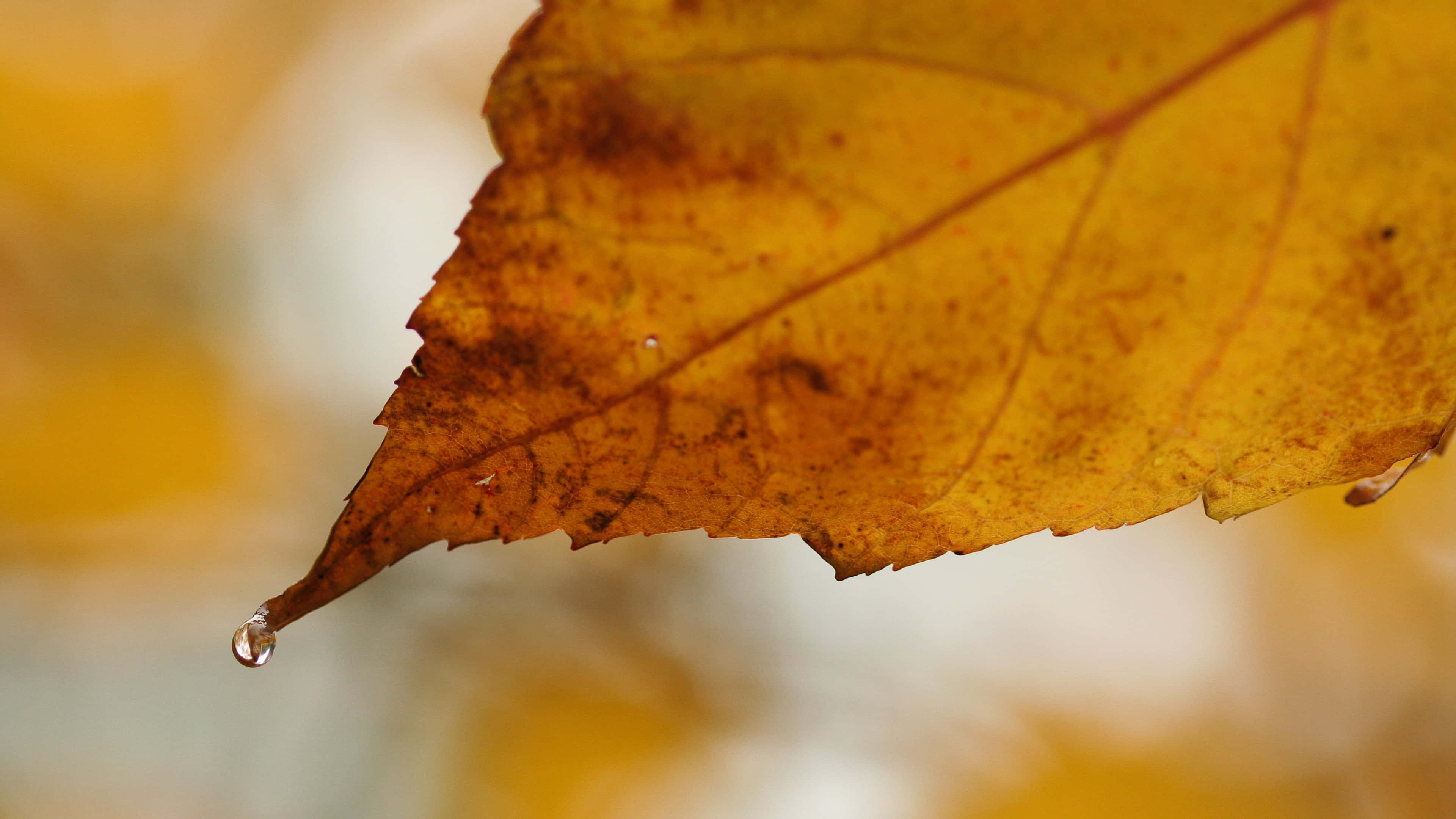 Fall Dew, golden autumn leaf, glistening water droplet, 4K Desktop Wallpaper