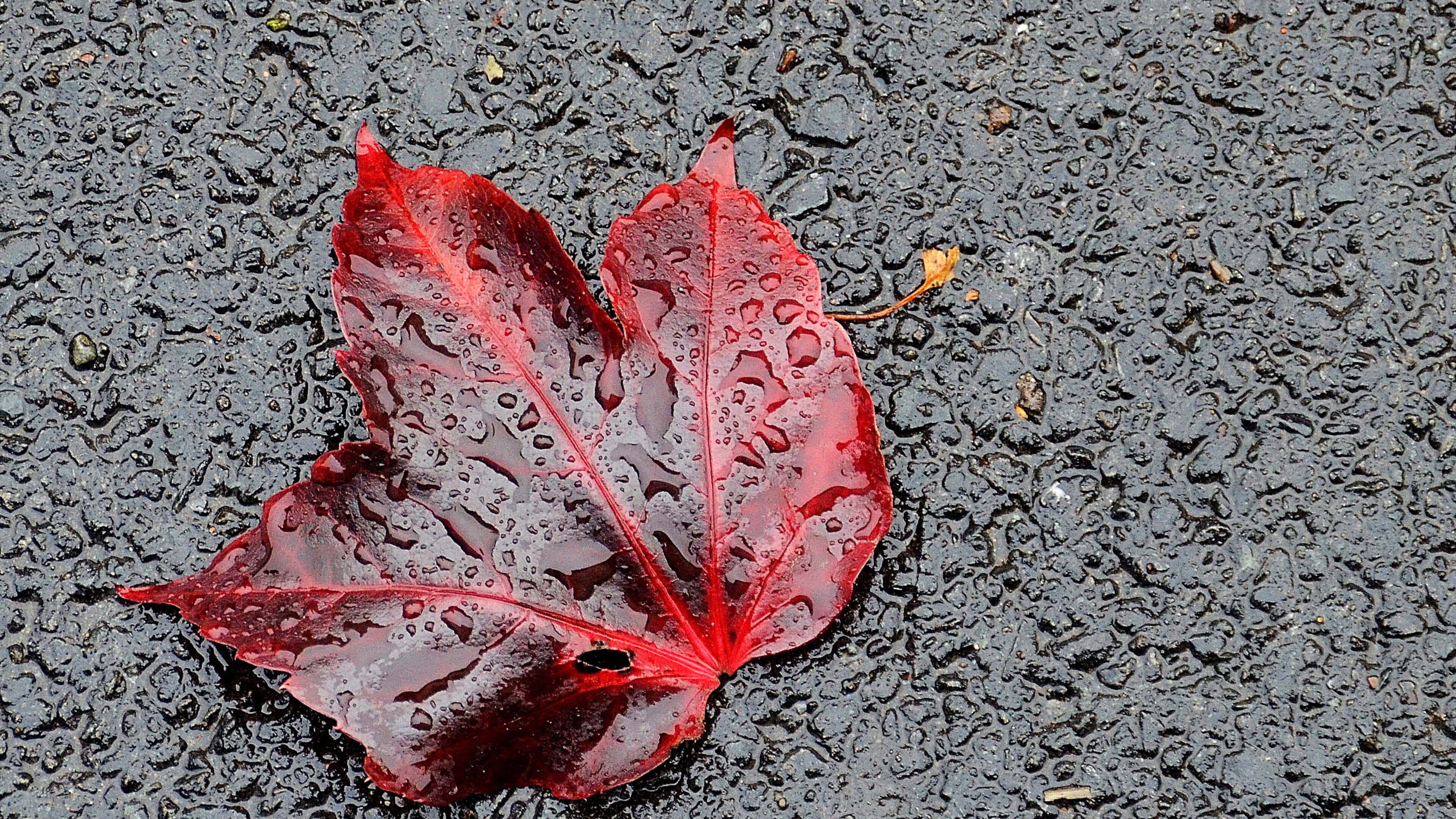 Fall Dew, red maple leaf, raindrops, 4K Desktop Wallpaper
