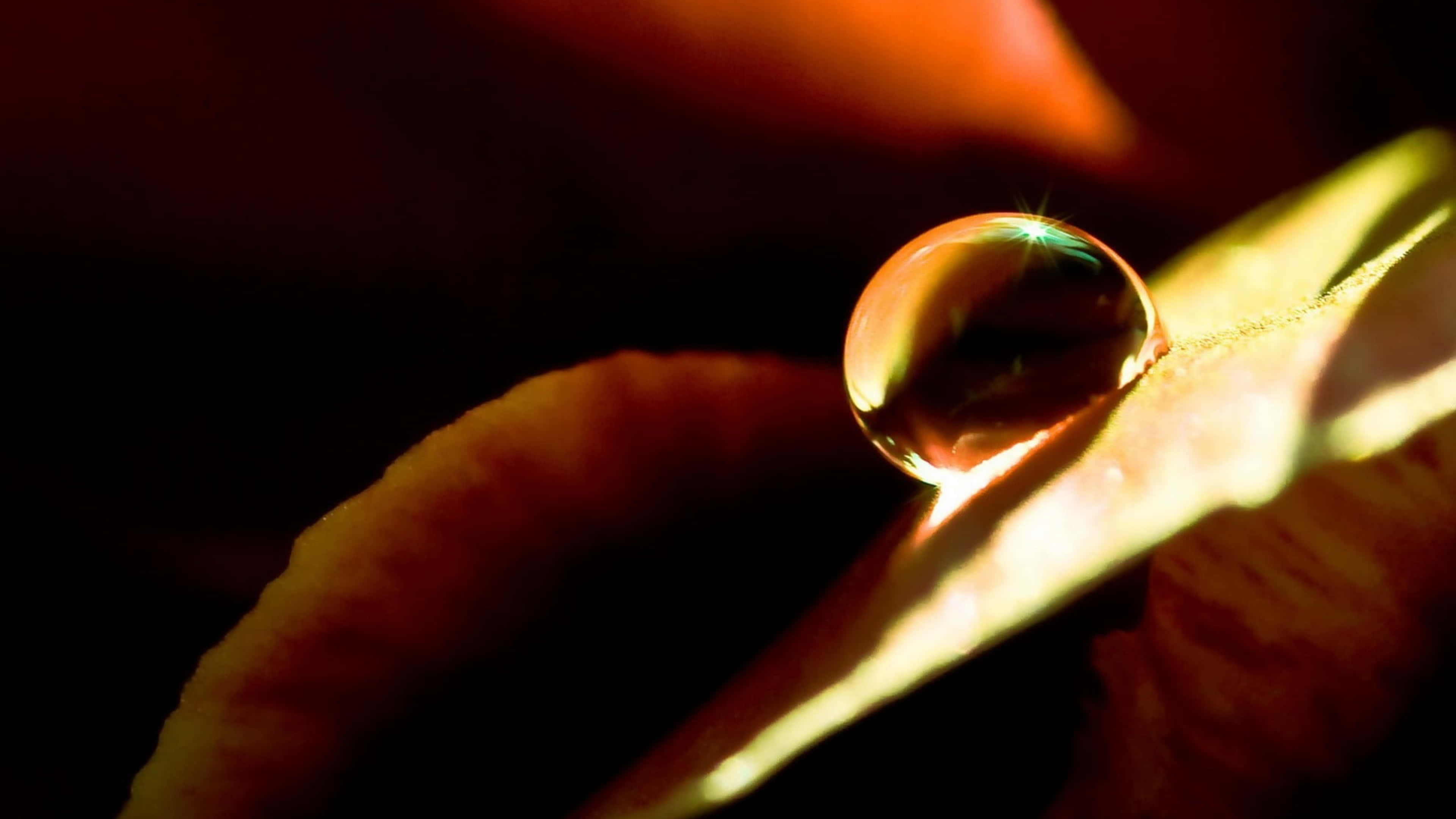 Fall Dew, glistening water droplet, sunlit leaf edge, 4K Desktop Wallpaper