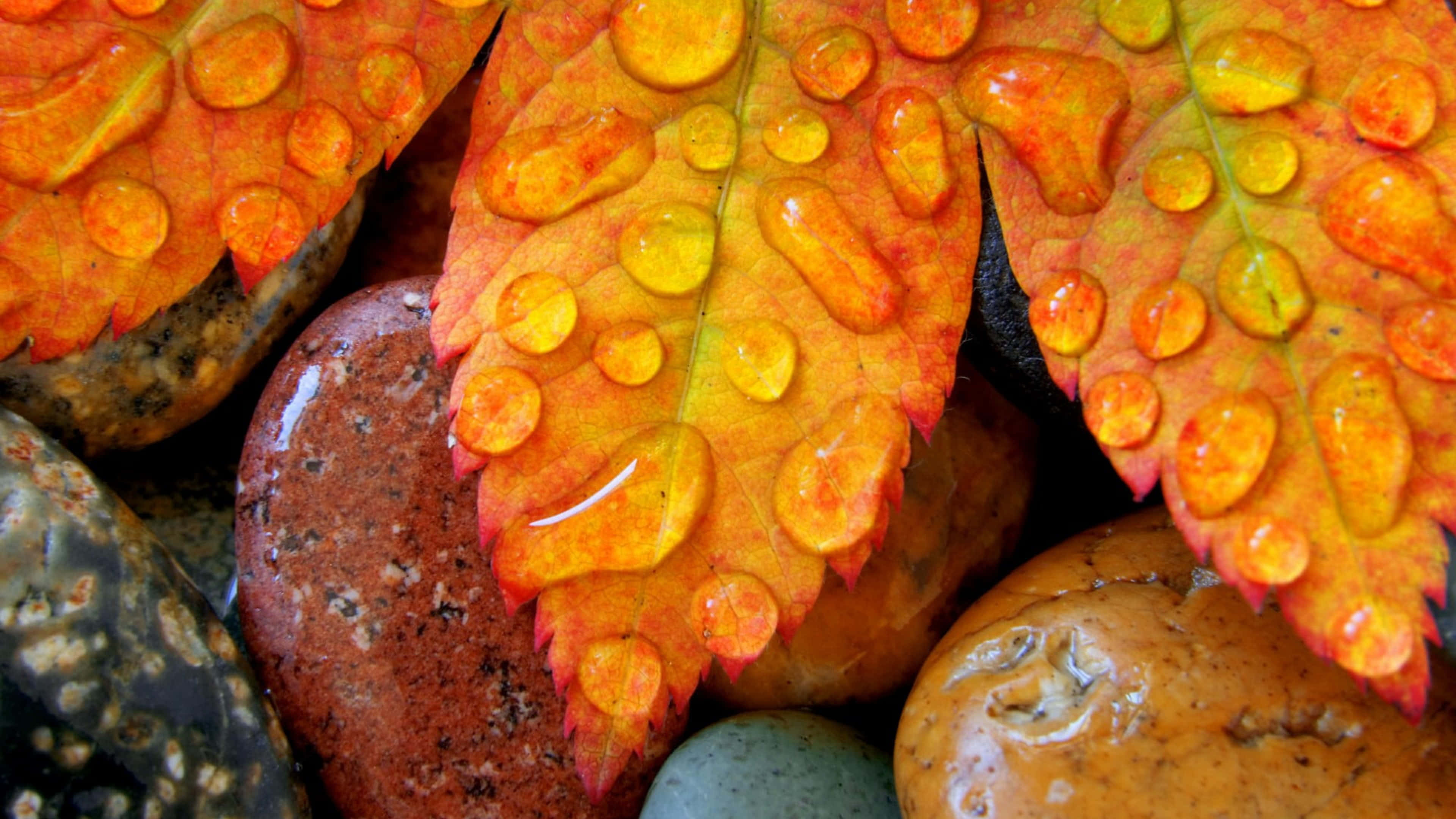 Fall Dew, autumn leaves, glistening water droplets, 4K Desktop Wallpaper