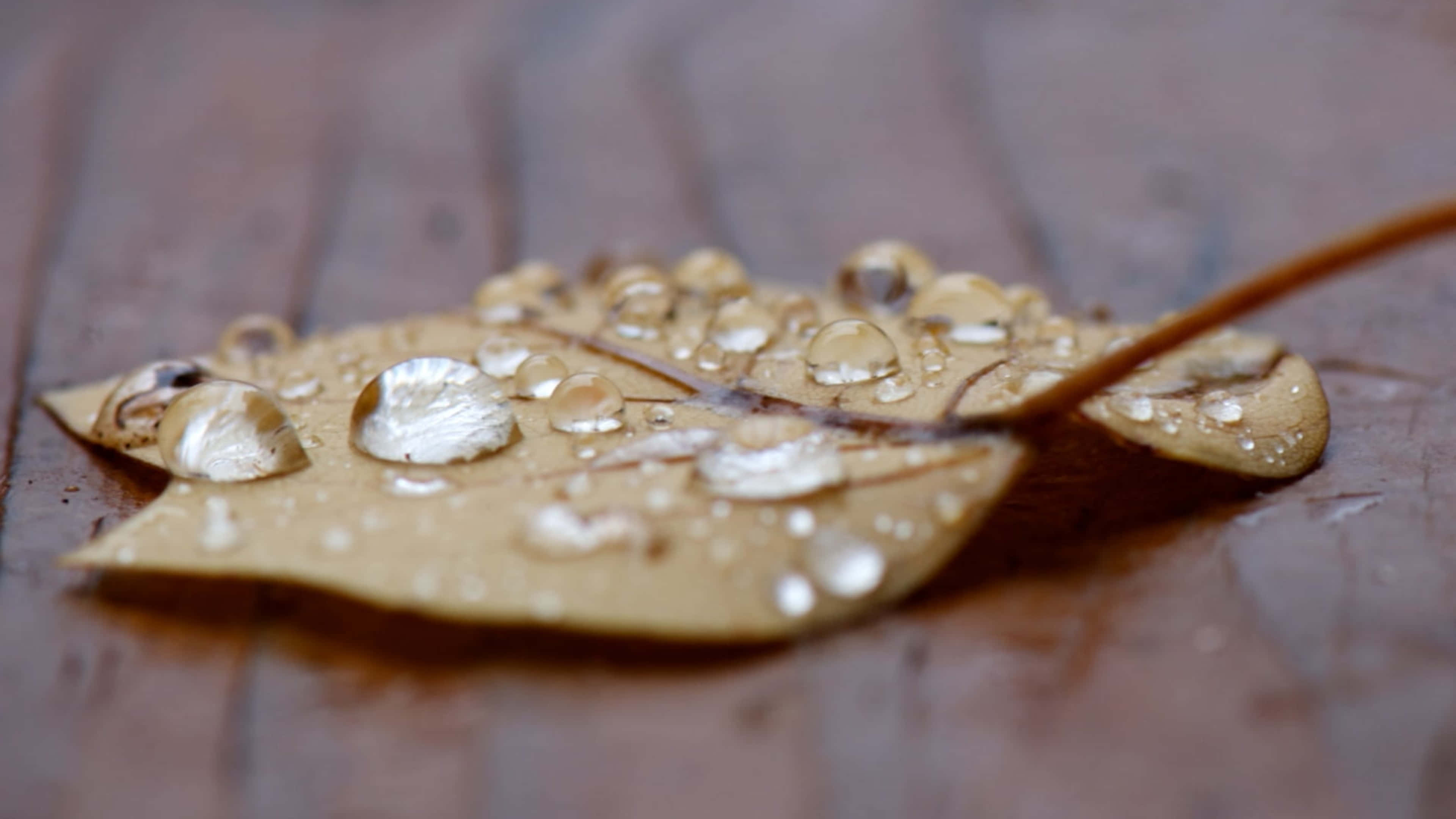Fall Dew, brown leaf, glistening water droplets, 4K Desktop Wallpaper