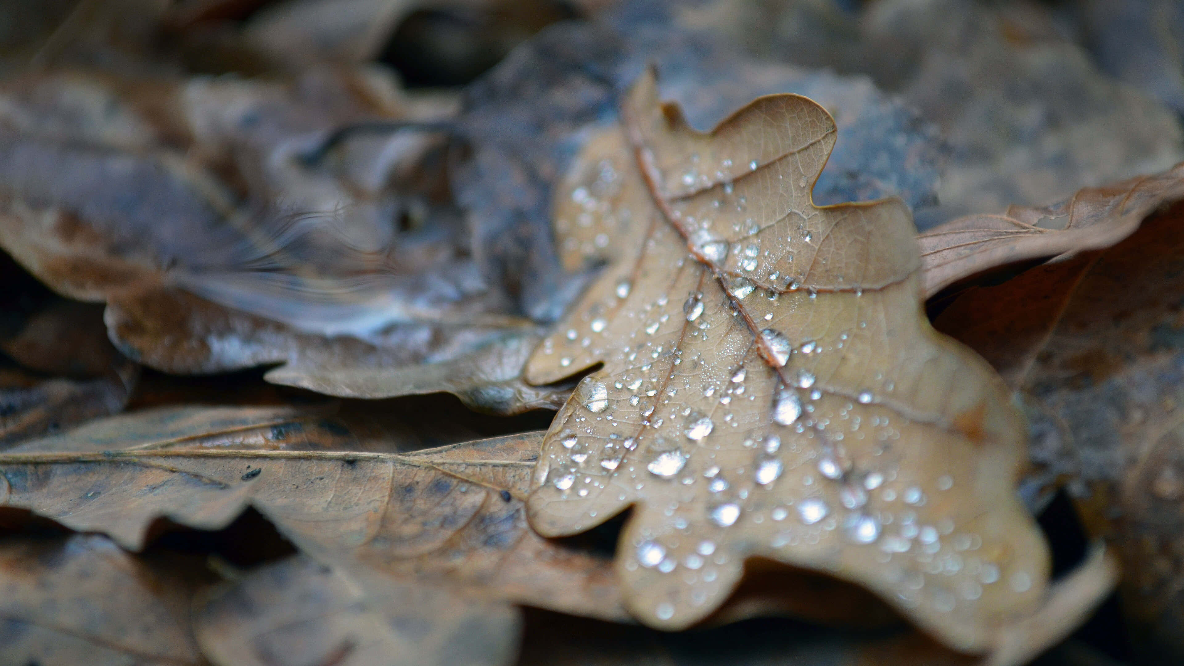 Fall Dew, brown oak leaf, dewdrops, 4K Desktop Wallpaper