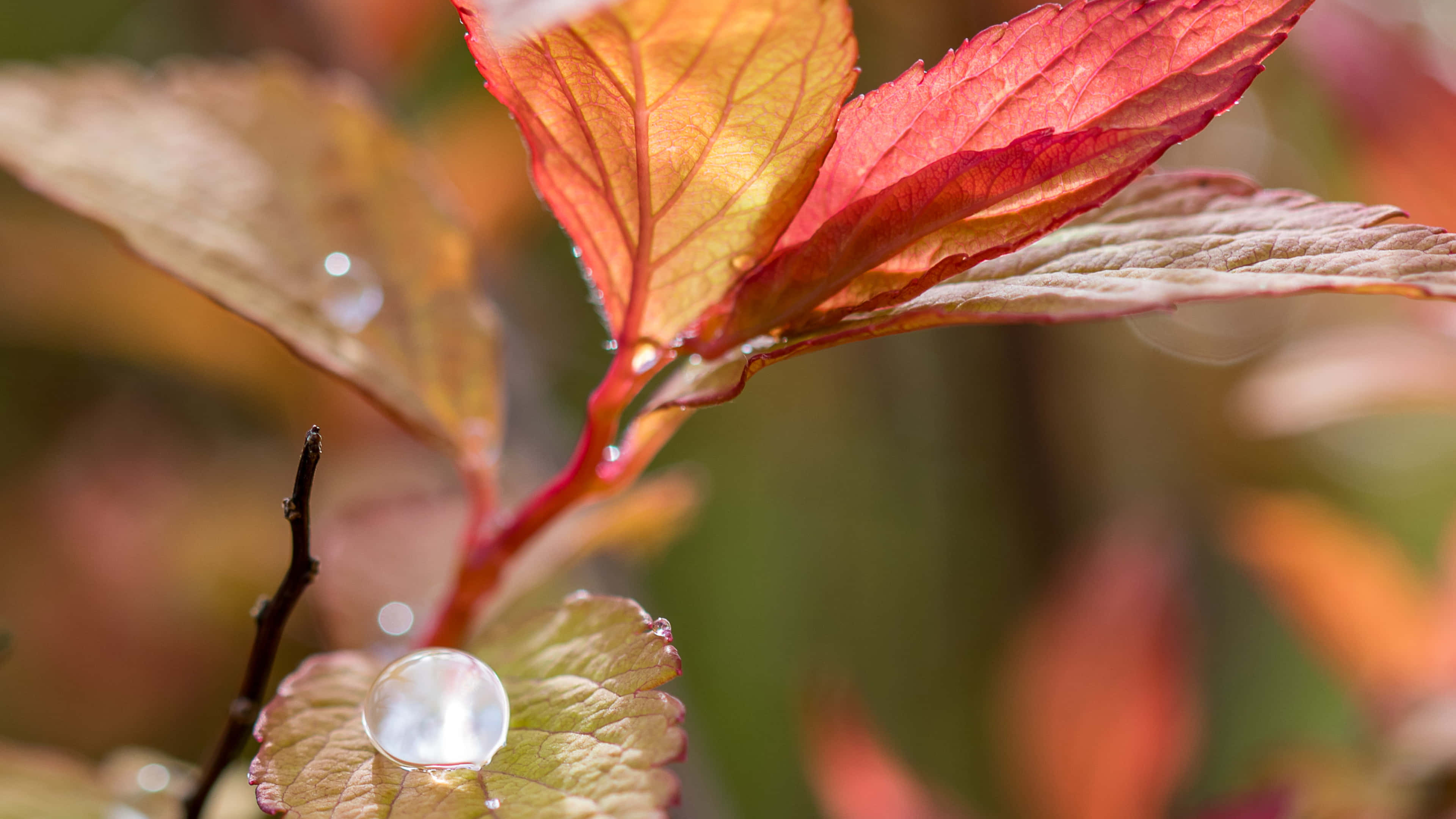 Fall Dew, autumn leaves, vibrant red, 4K Desktop Wallpaper