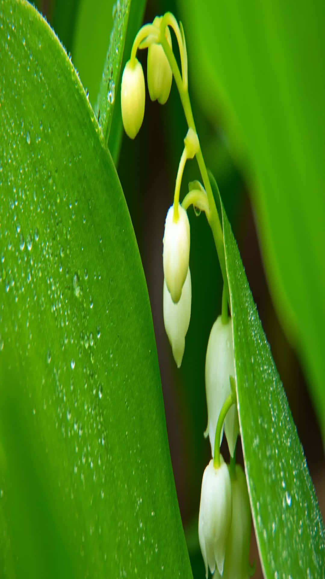 Lily of the Valley, white bell-shaped flowers, dewdrops, Full HD Phone Wallpaper