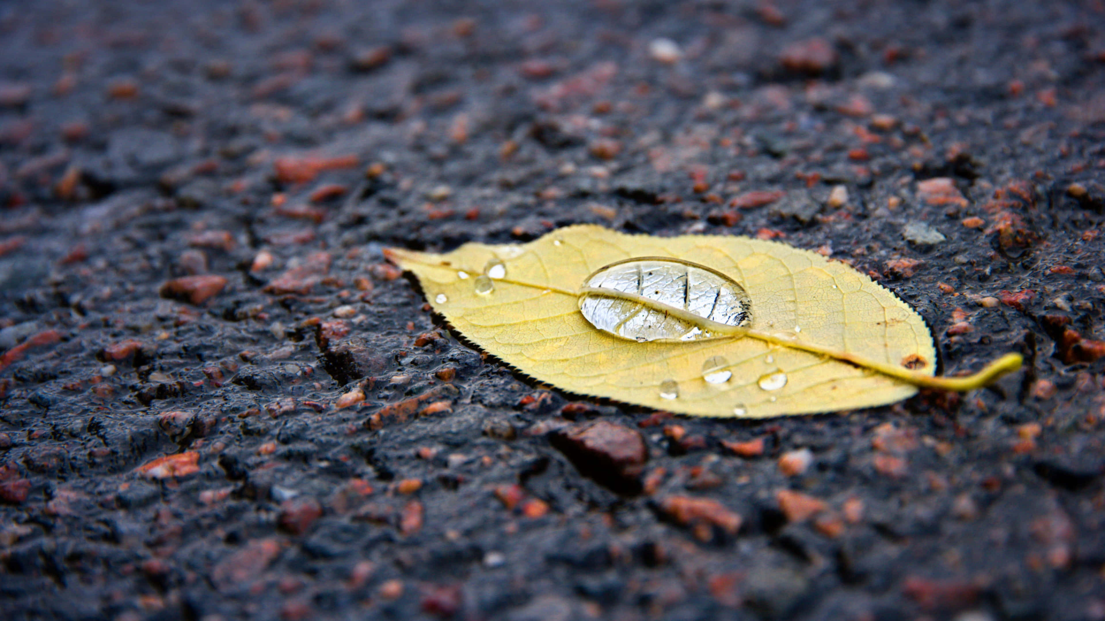 Fall Dew, yellow leaf, water droplets, 4K Desktop Wallpaper