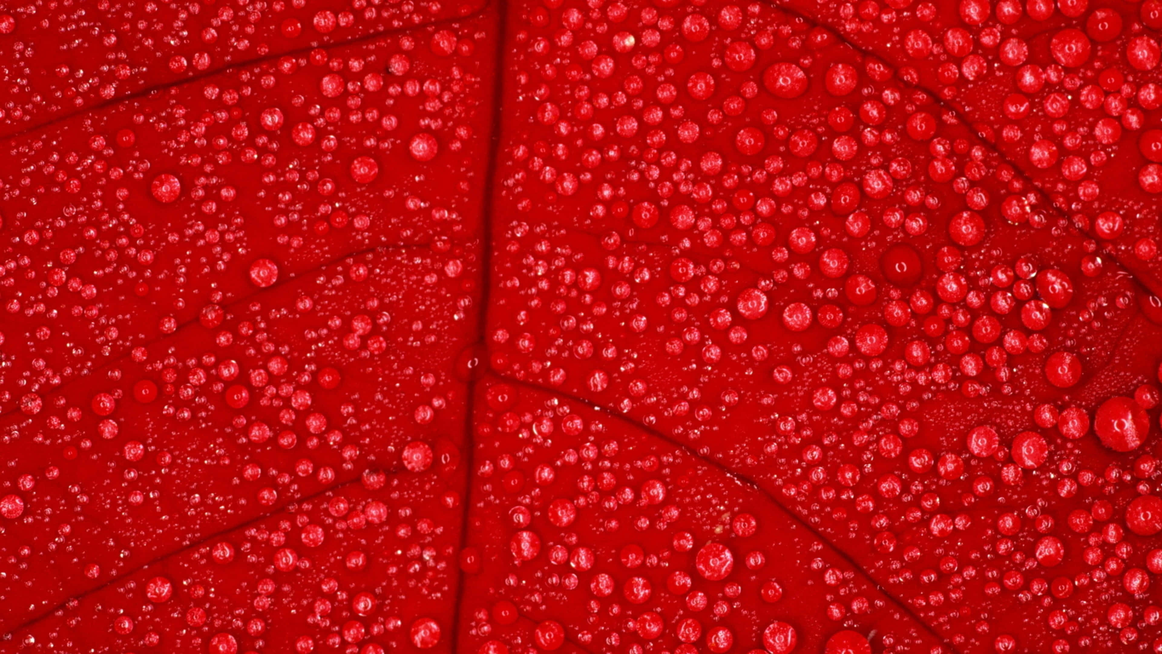 Fall Dew, vibrant red leaf, glistening water droplets, 4K Desktop Wallpaper