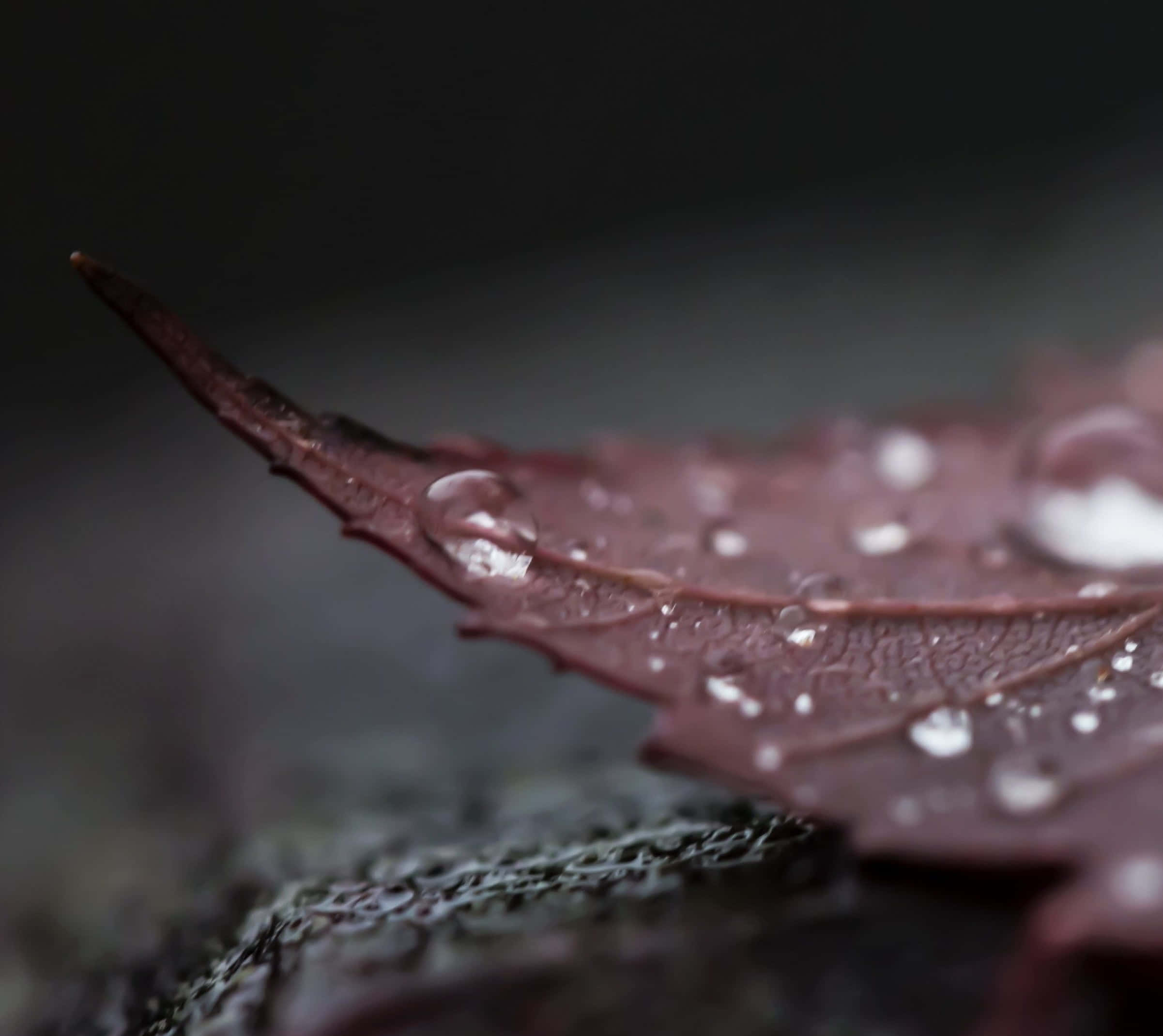 Fall Dew, deep burgundy leaf, glistening water droplets, Full HD Desktop Wallpaper